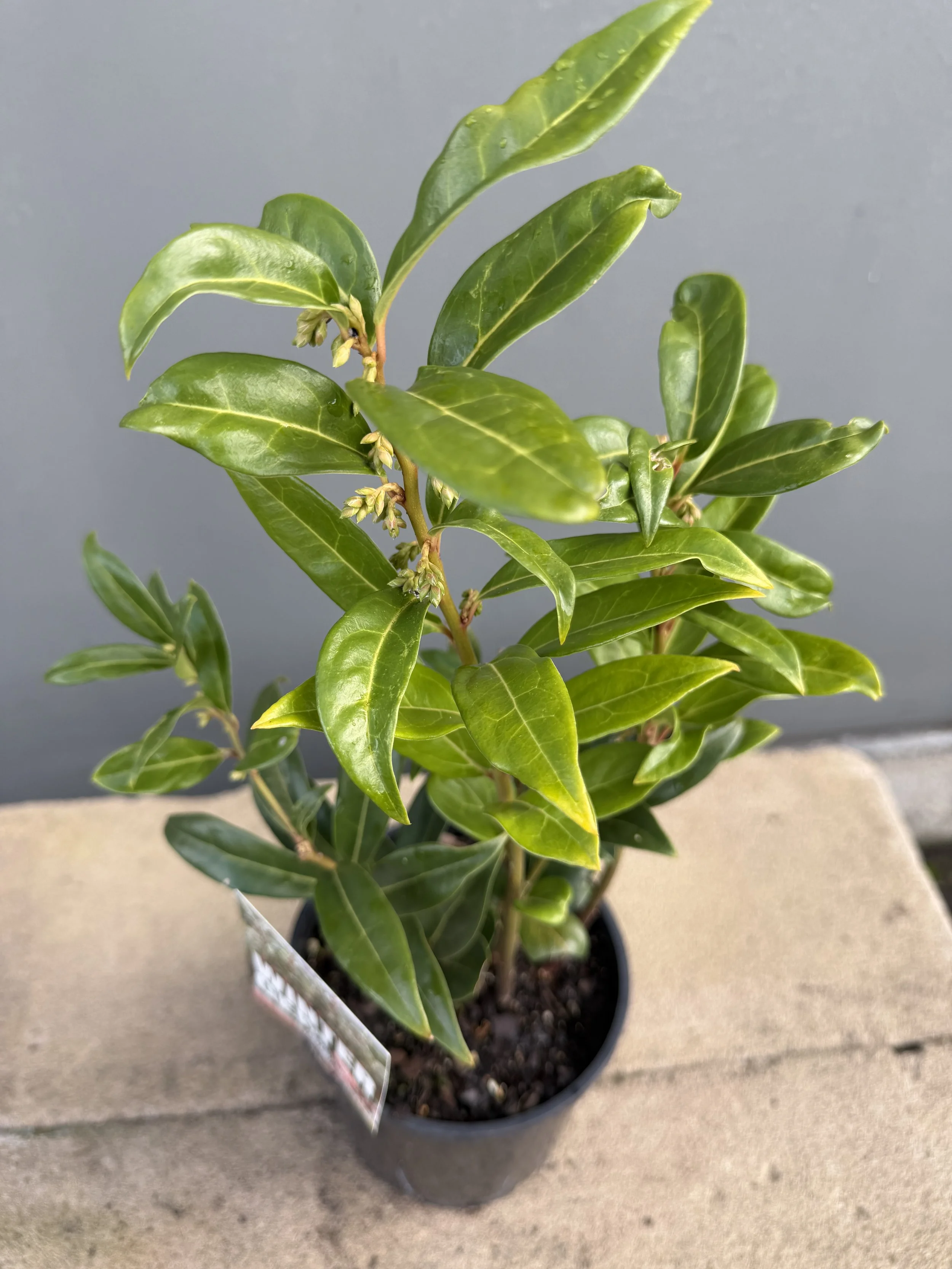 Sarcococca 'Winter Gem' 140mm (1).JPG