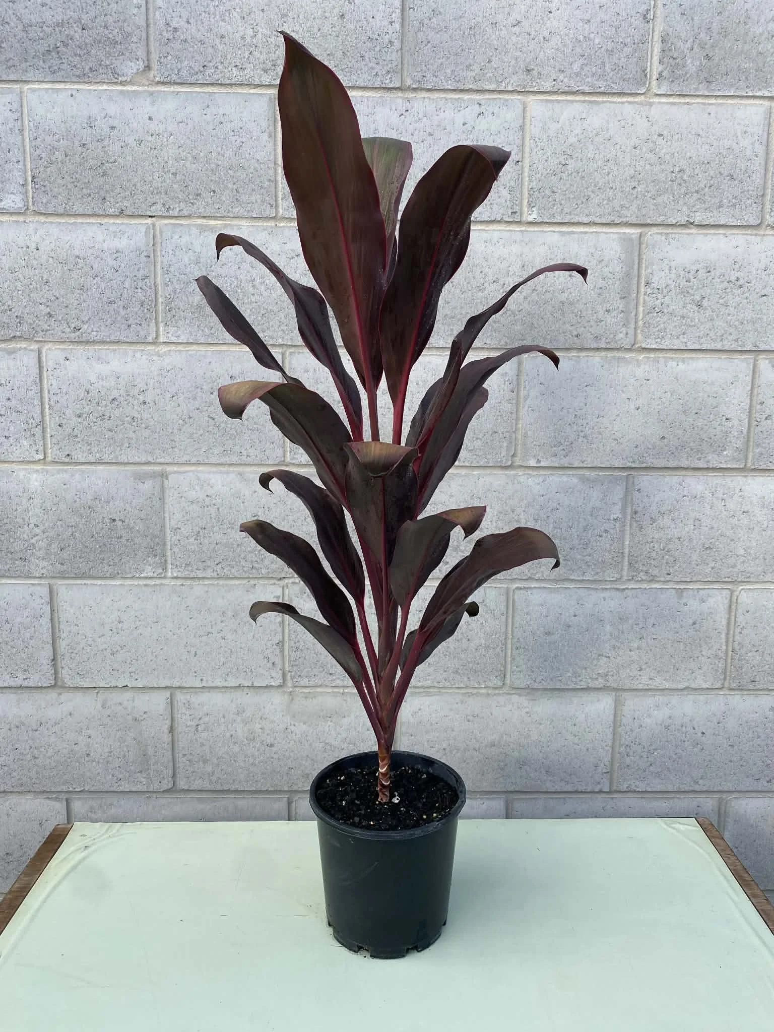 Cordyline 'Rubra' 200mm