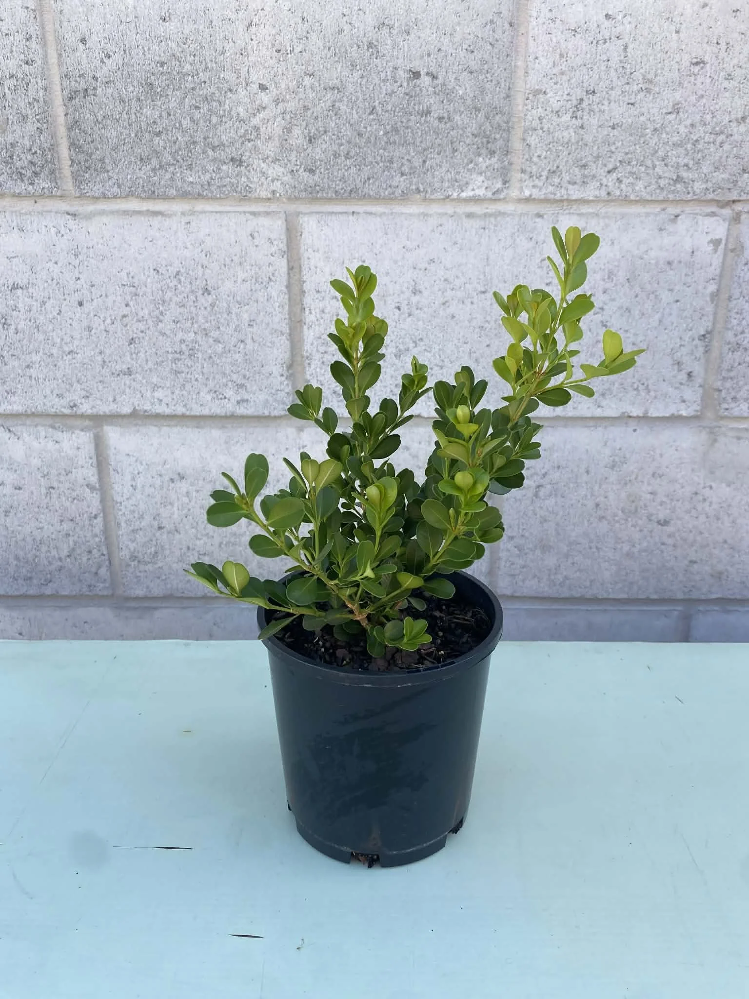 Buxus microphylla (Japanese Box Hedge)