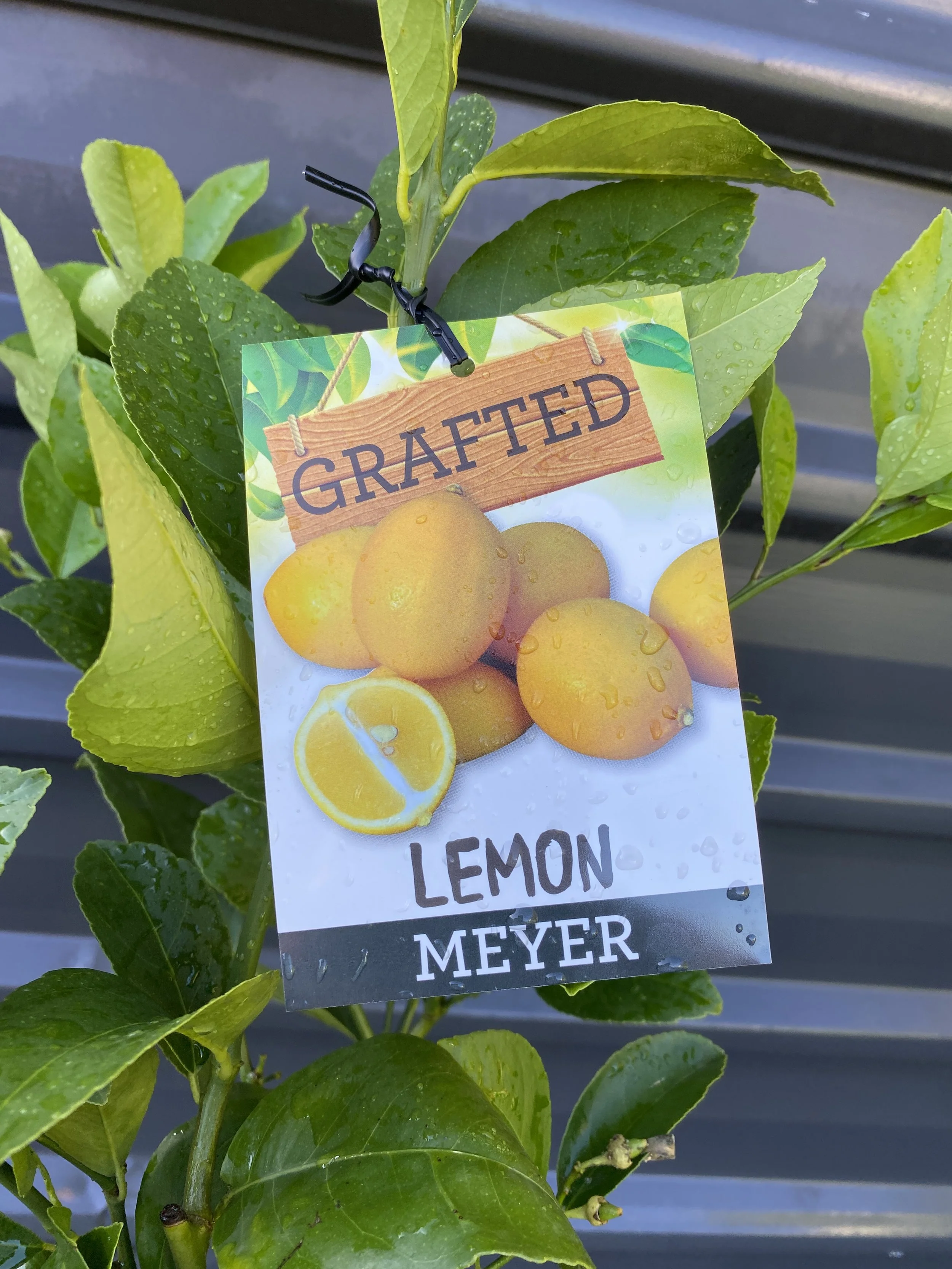 Lemon - Meyer 10L.jpg