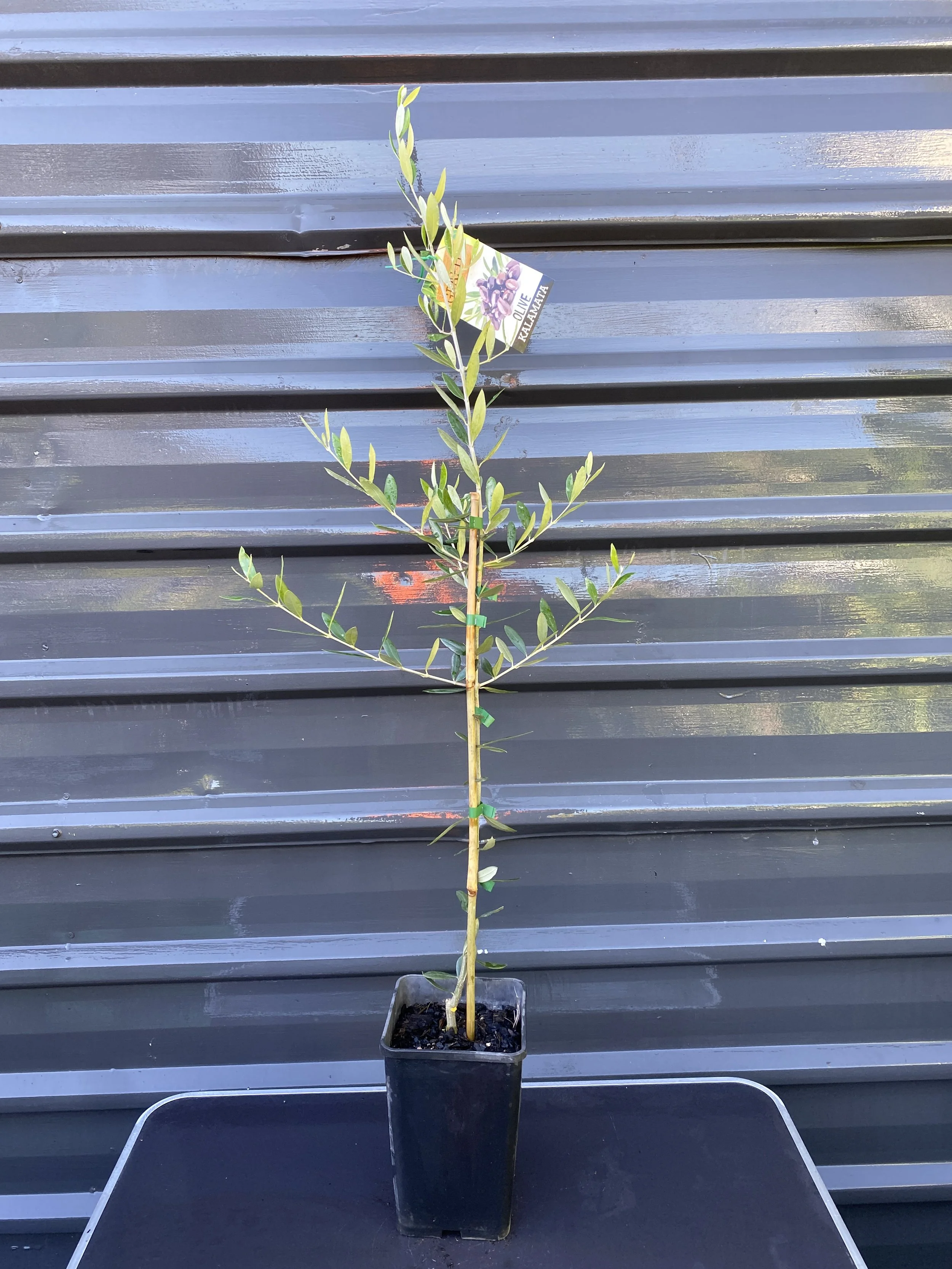 Olive - Kalamata 4L.jpg