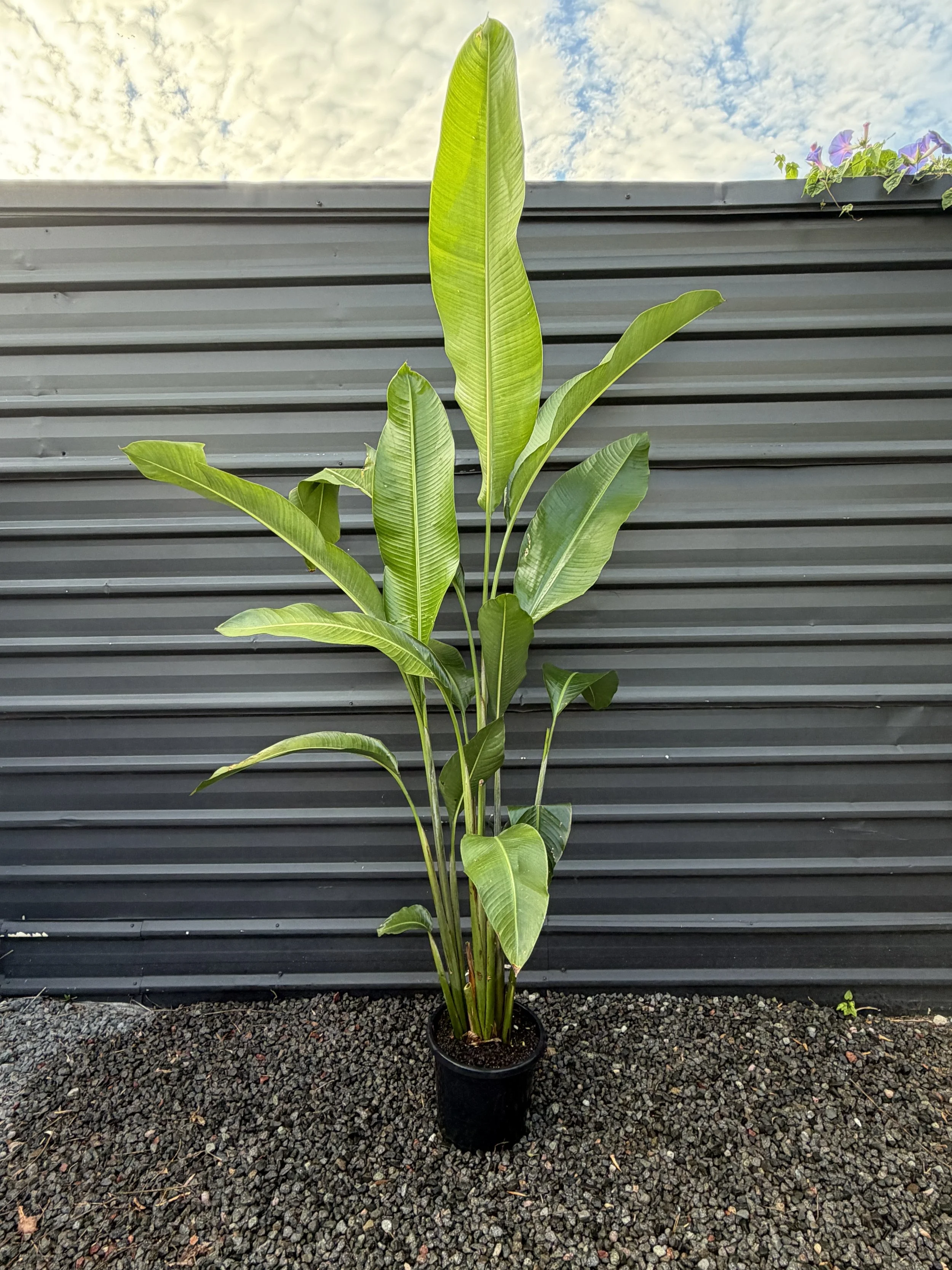 Heliconia ‘Hot Rio Nights’