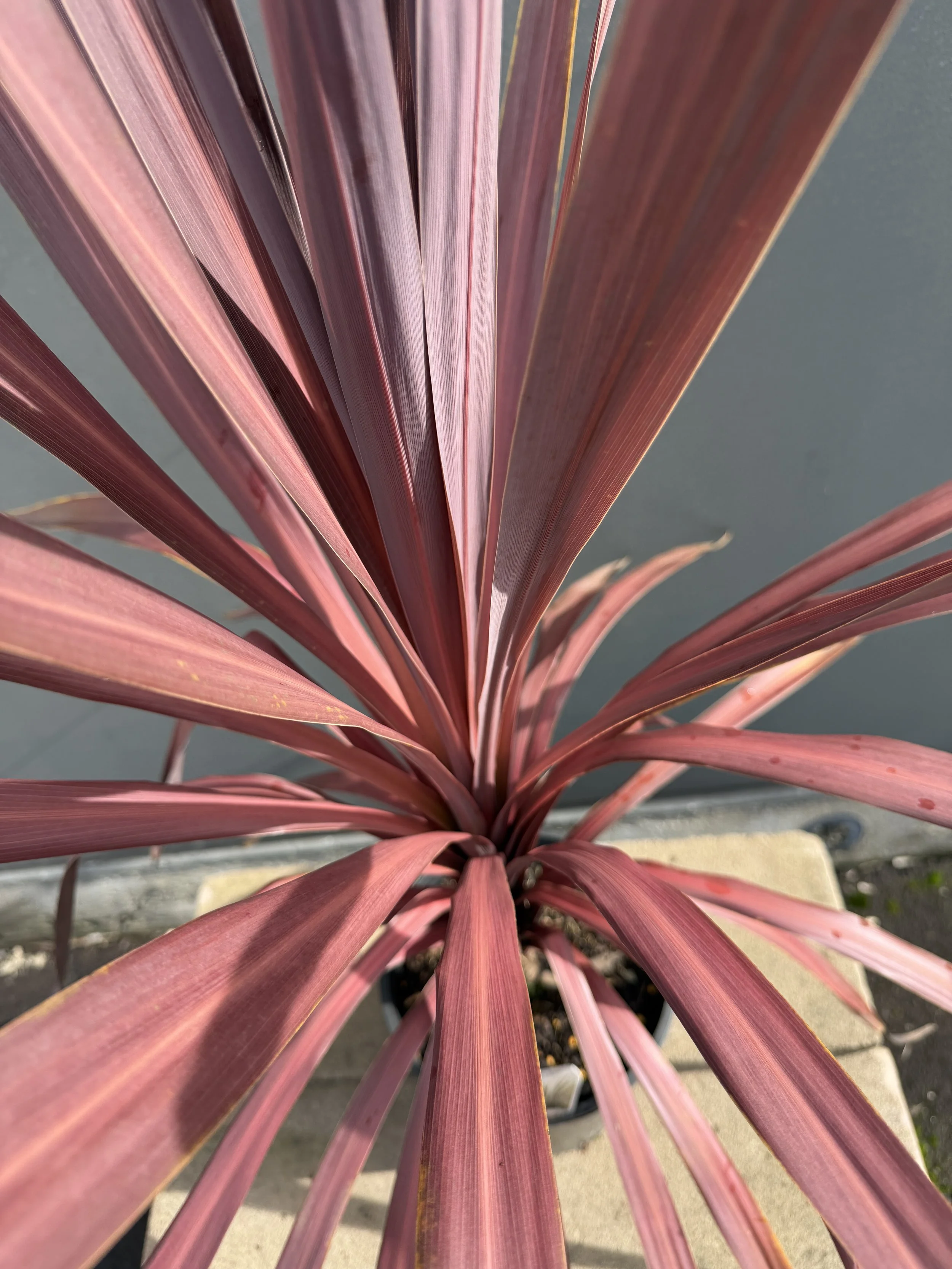 Cordyline 'Red Sensation 200mm.JPG