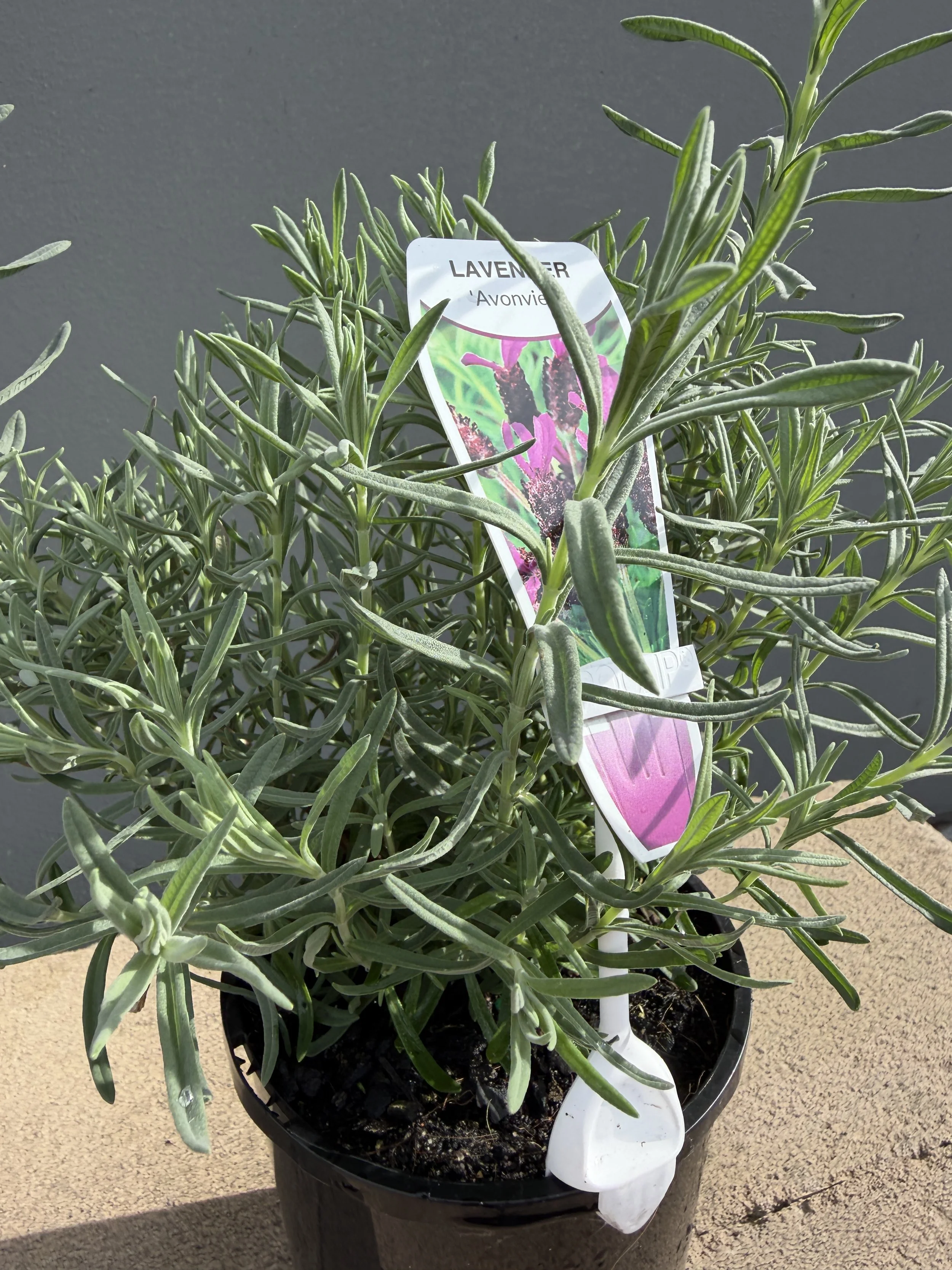 Lavendar 'Avonview' 140mm.JPG