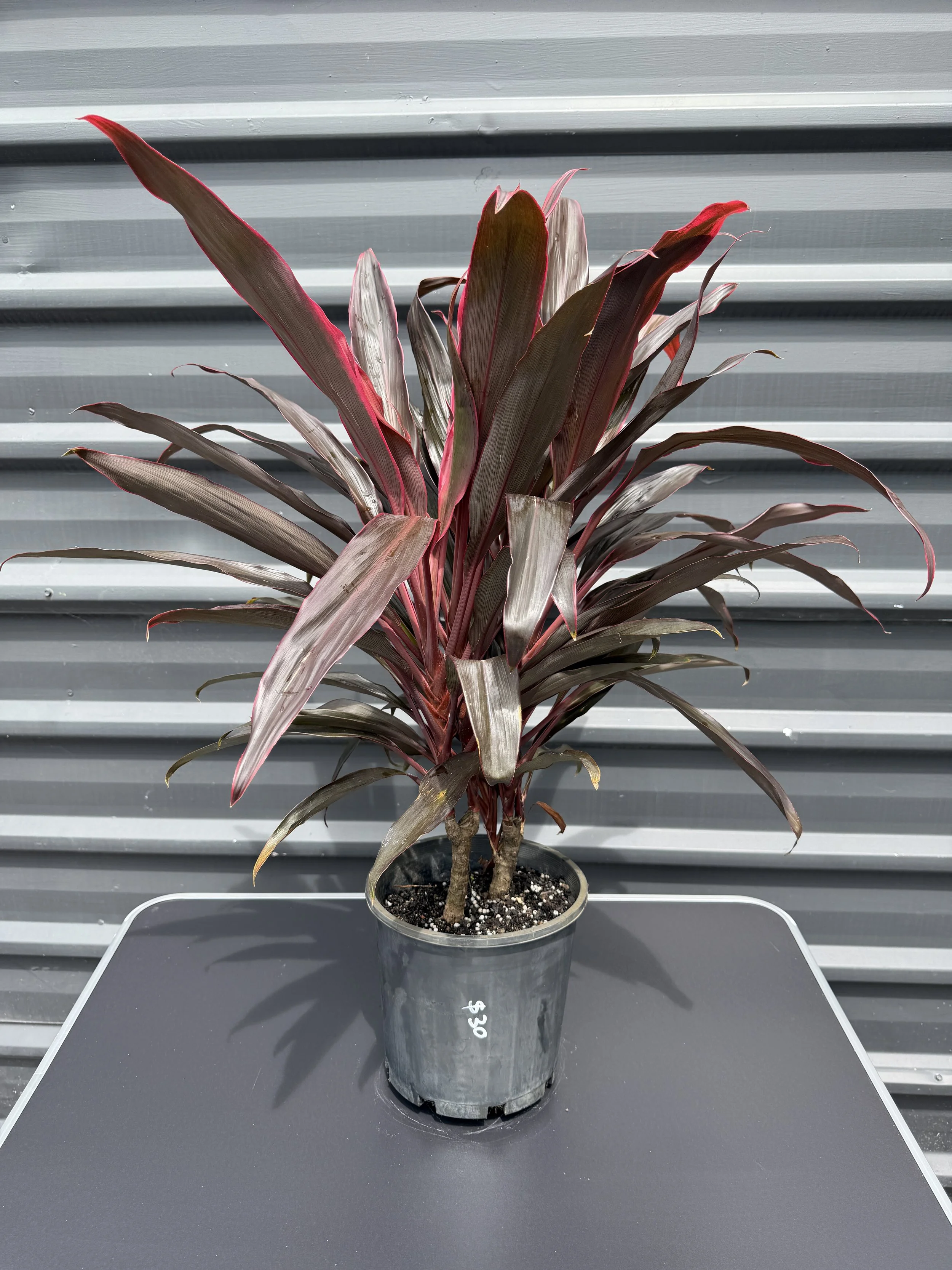Cordyline 'Flag Dancer' 200mm