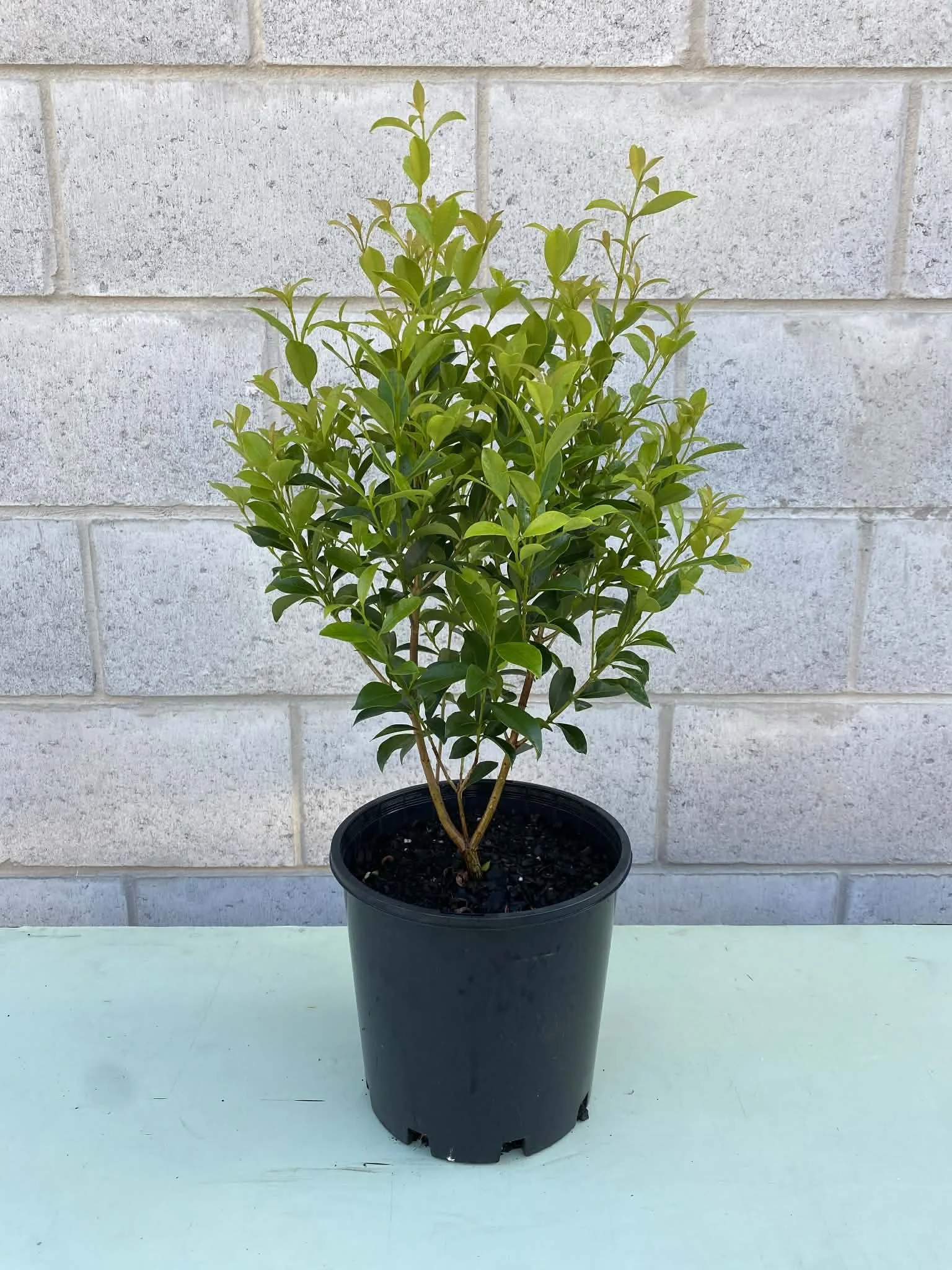 Syzygium 'Baby Boomer' (Lilly Pilly) 200mm