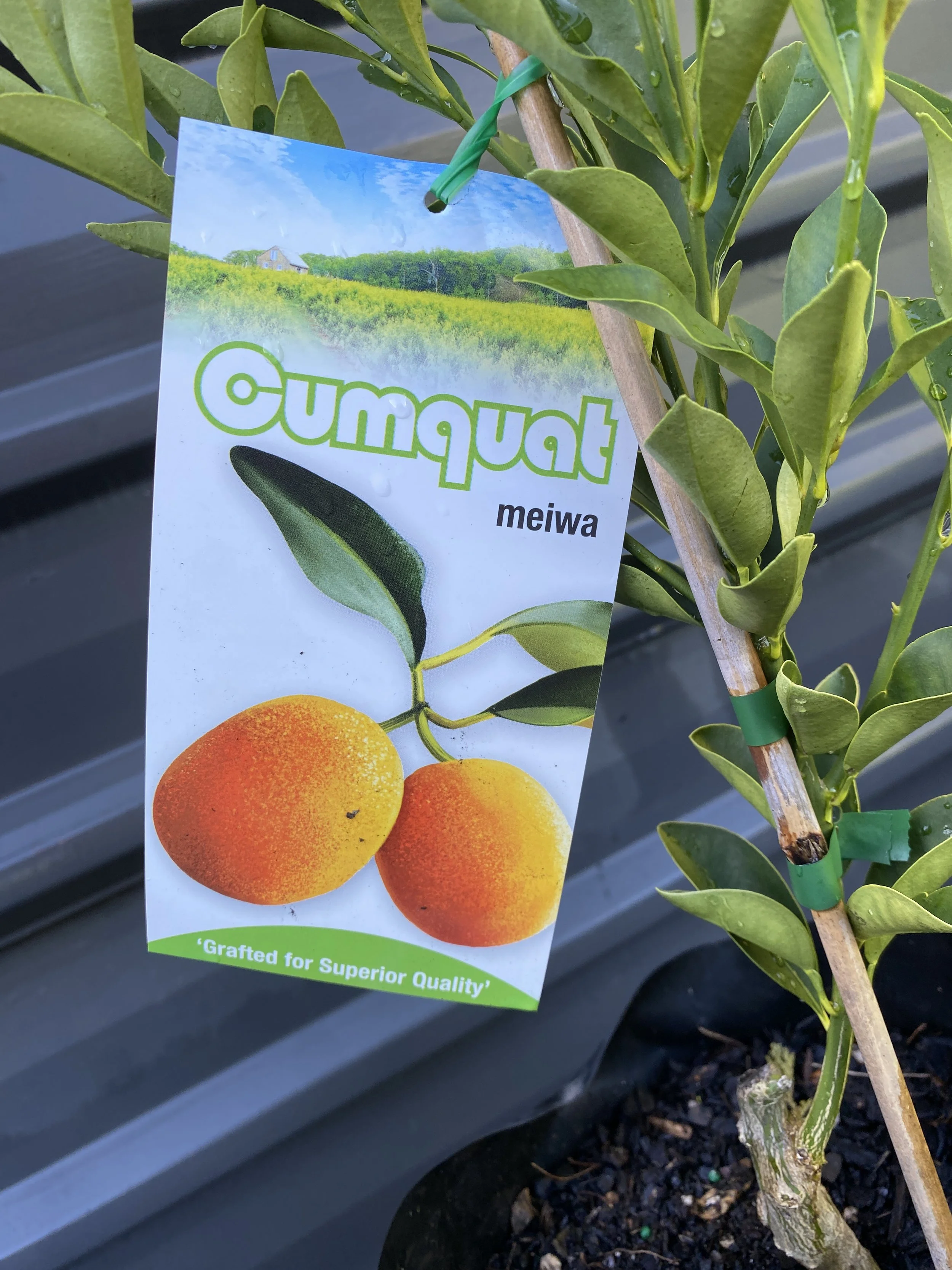 Cumquat - Meiwa 10L (1).jpg