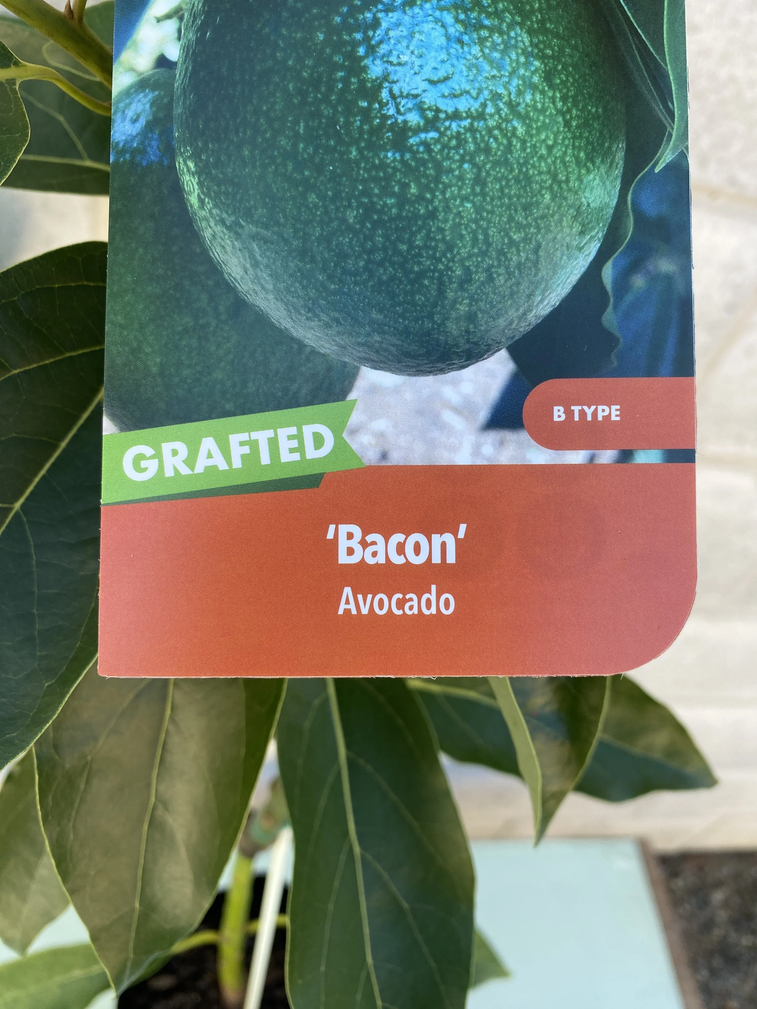 Avocado - Bacon 5L.jpg