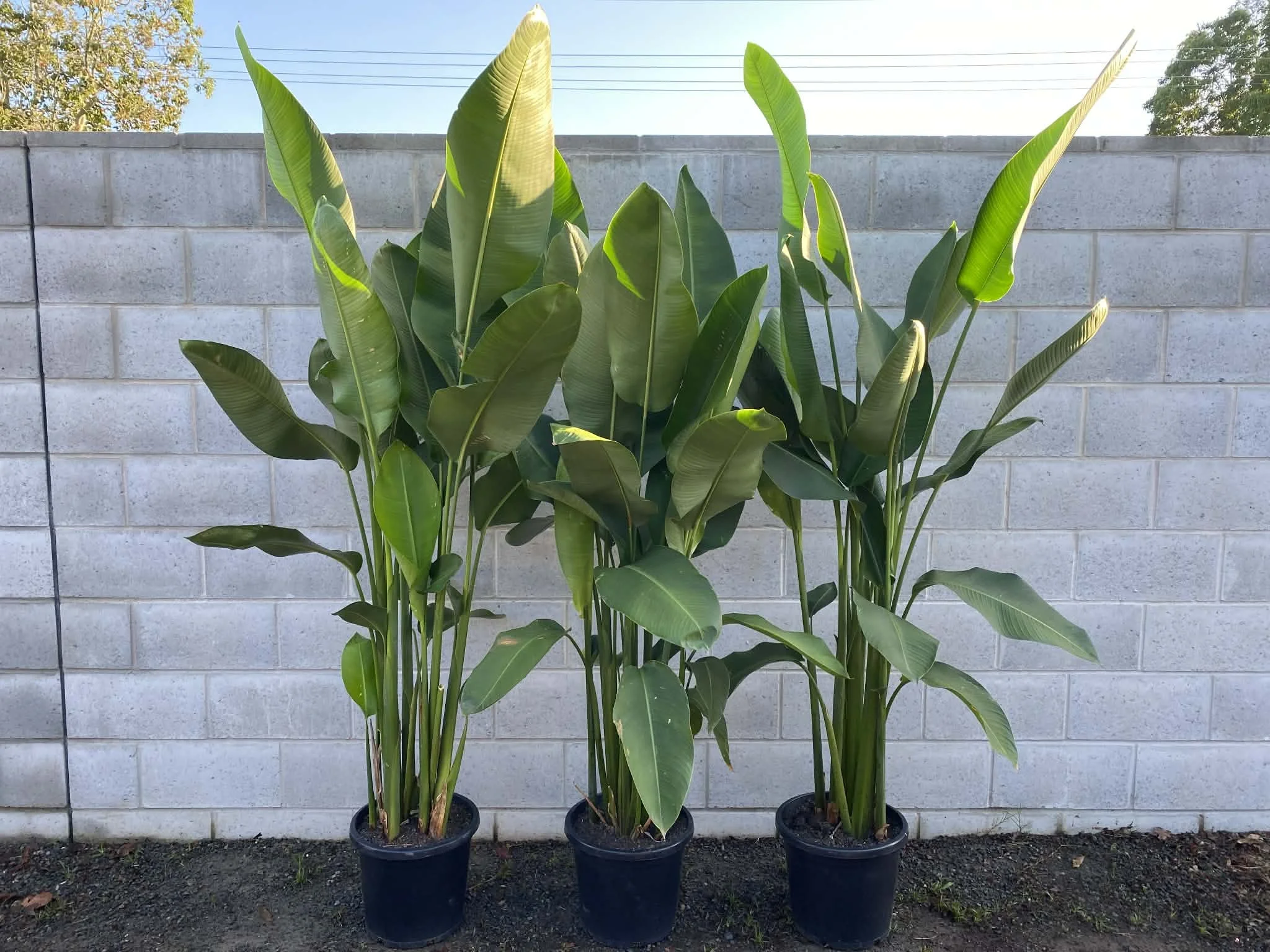 Heliconia Rauliniana.jpg