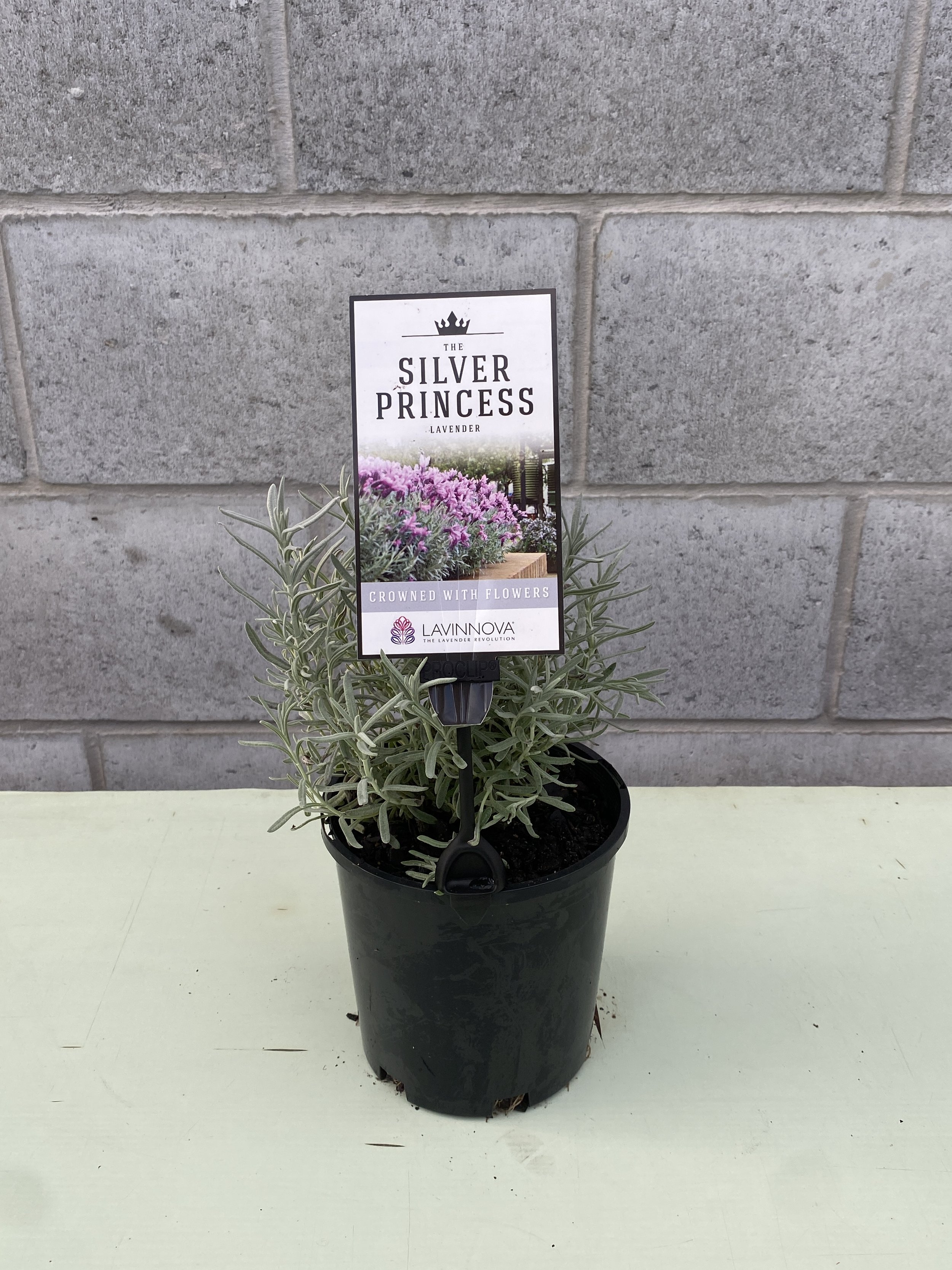 Lavender 'Silver Princess' 140mm.jpg