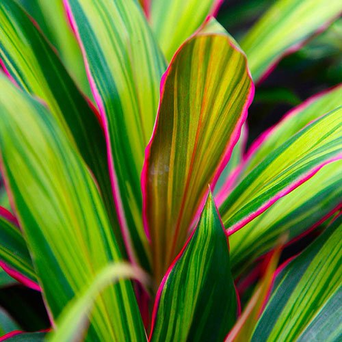 Cordyline 'Kiwi Pride' 200mm