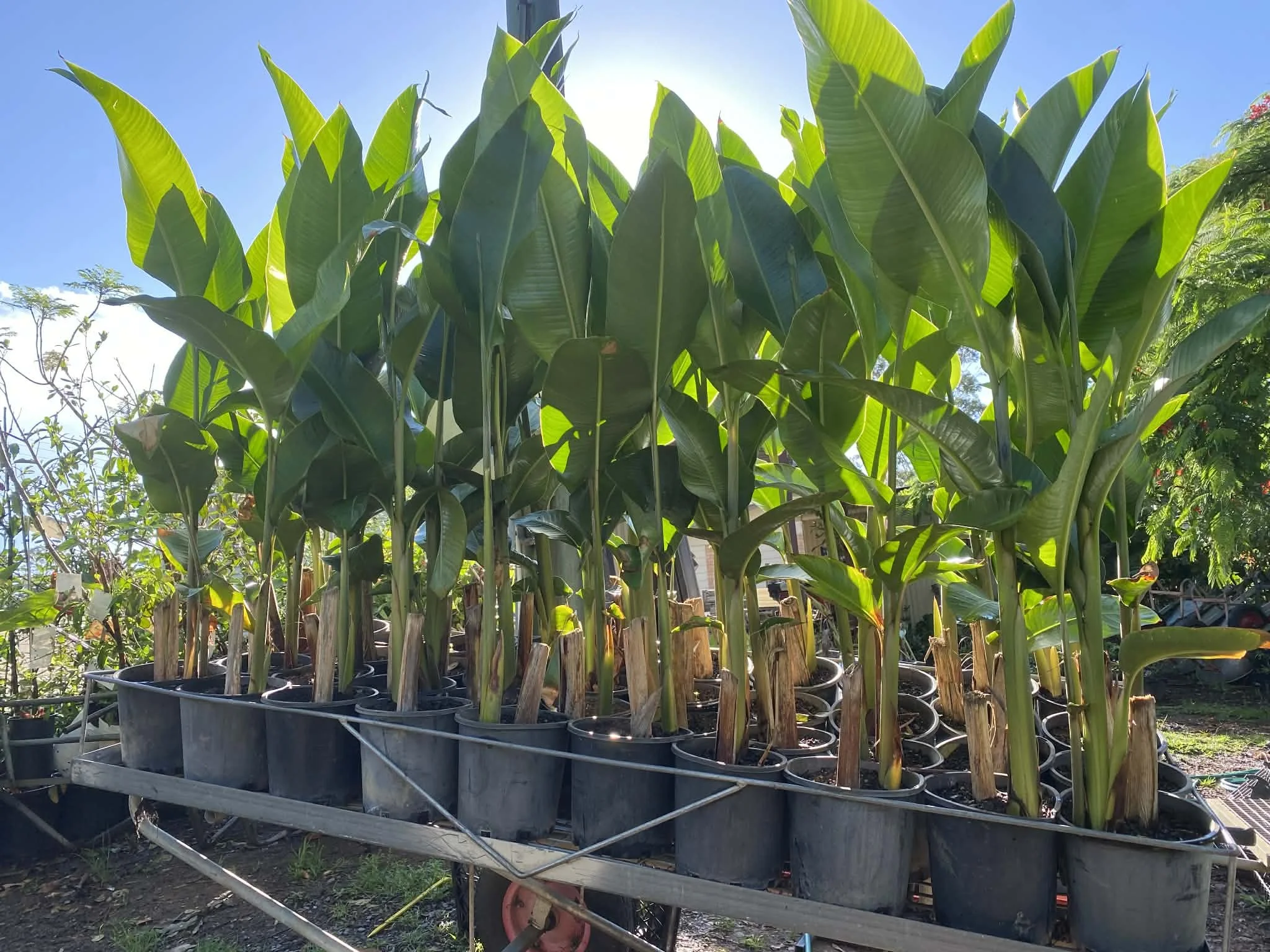 Heliconia hot rio nights.jpg