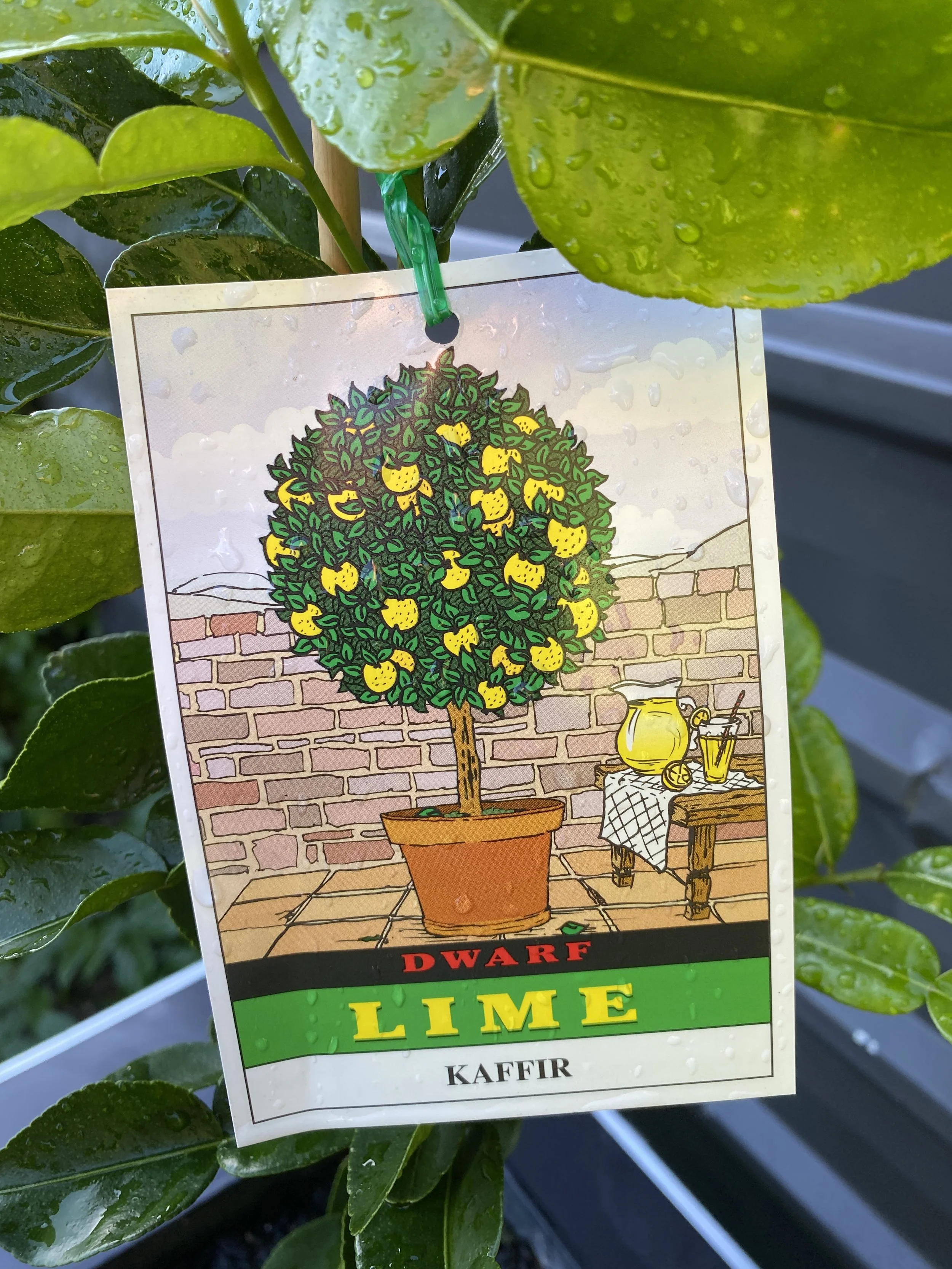 Lime - Kaffir 10L (1).jpg