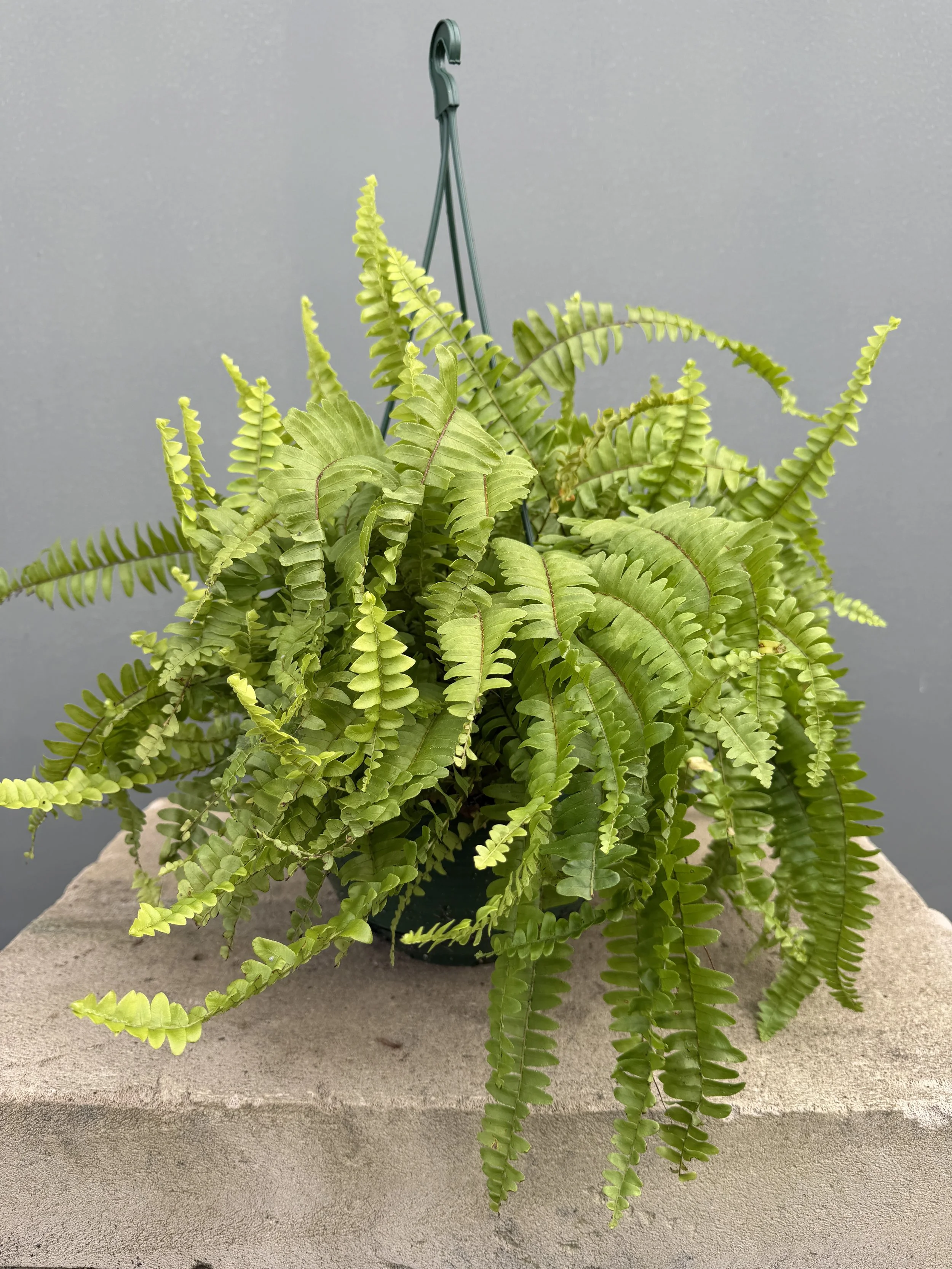 Nephrolepis exaltata (Boston Fern) 200mm basket