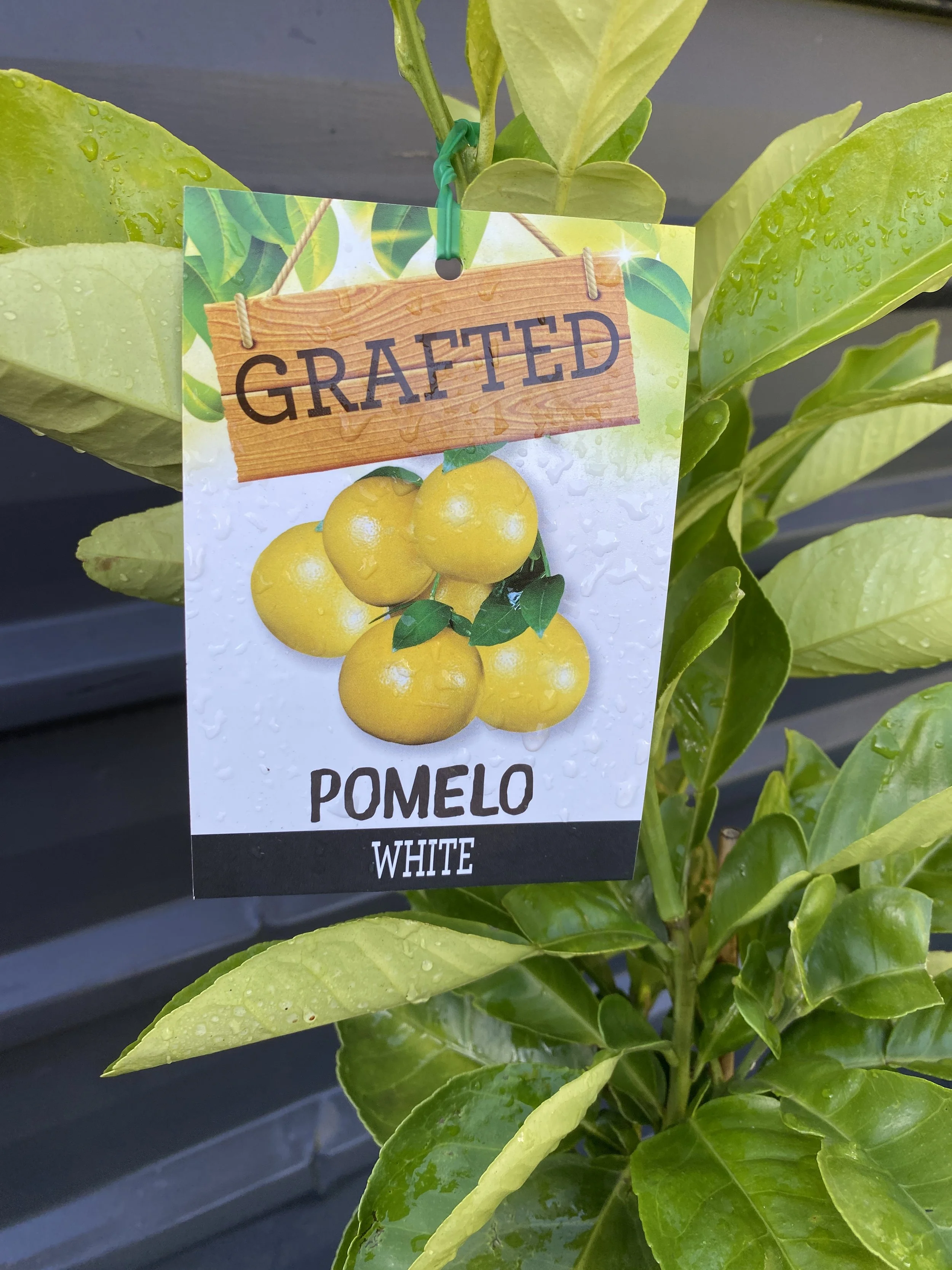 Pomelo - White 10L (1).jpg