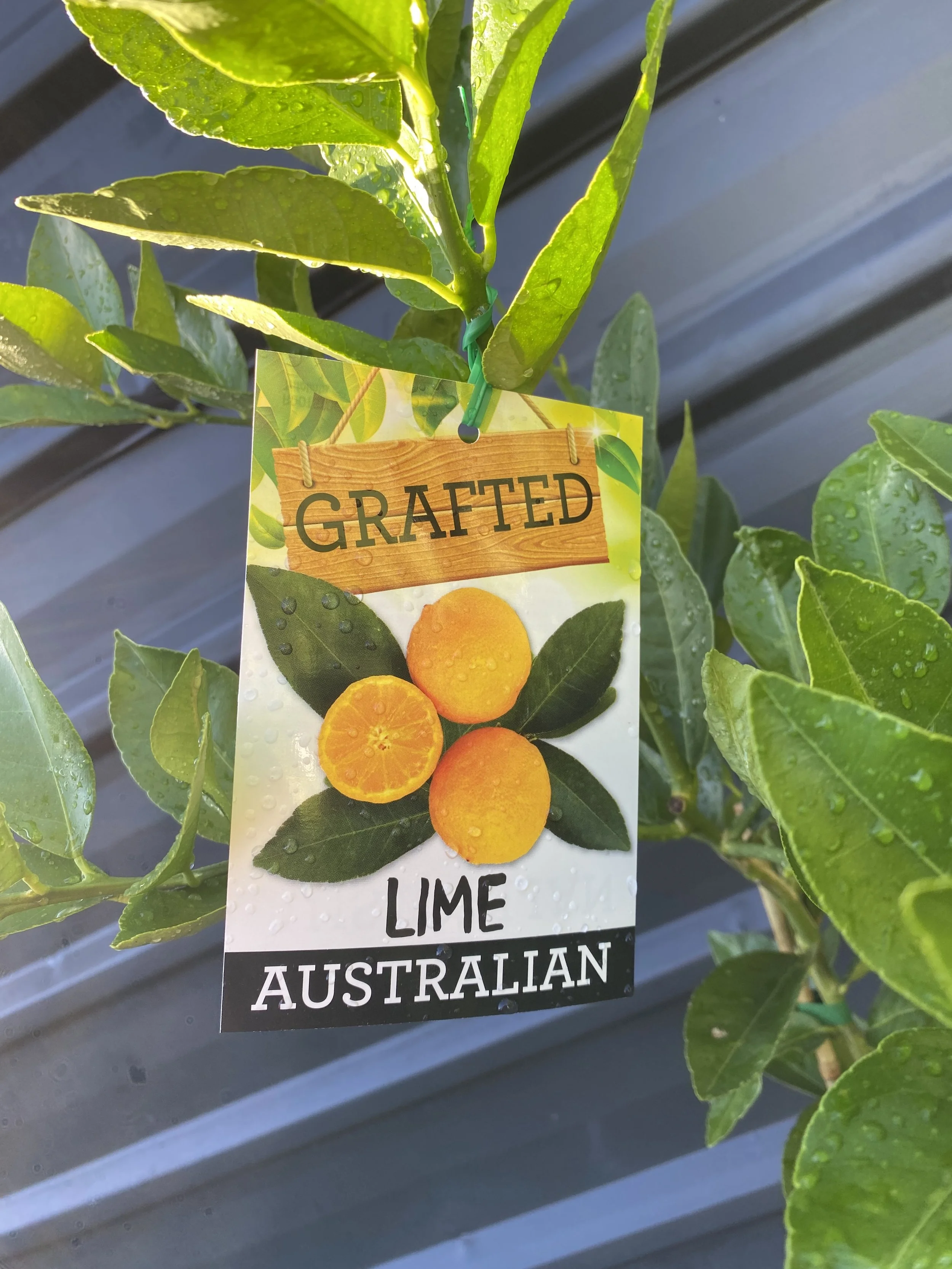 Lime - Australian 10L (1).jpg