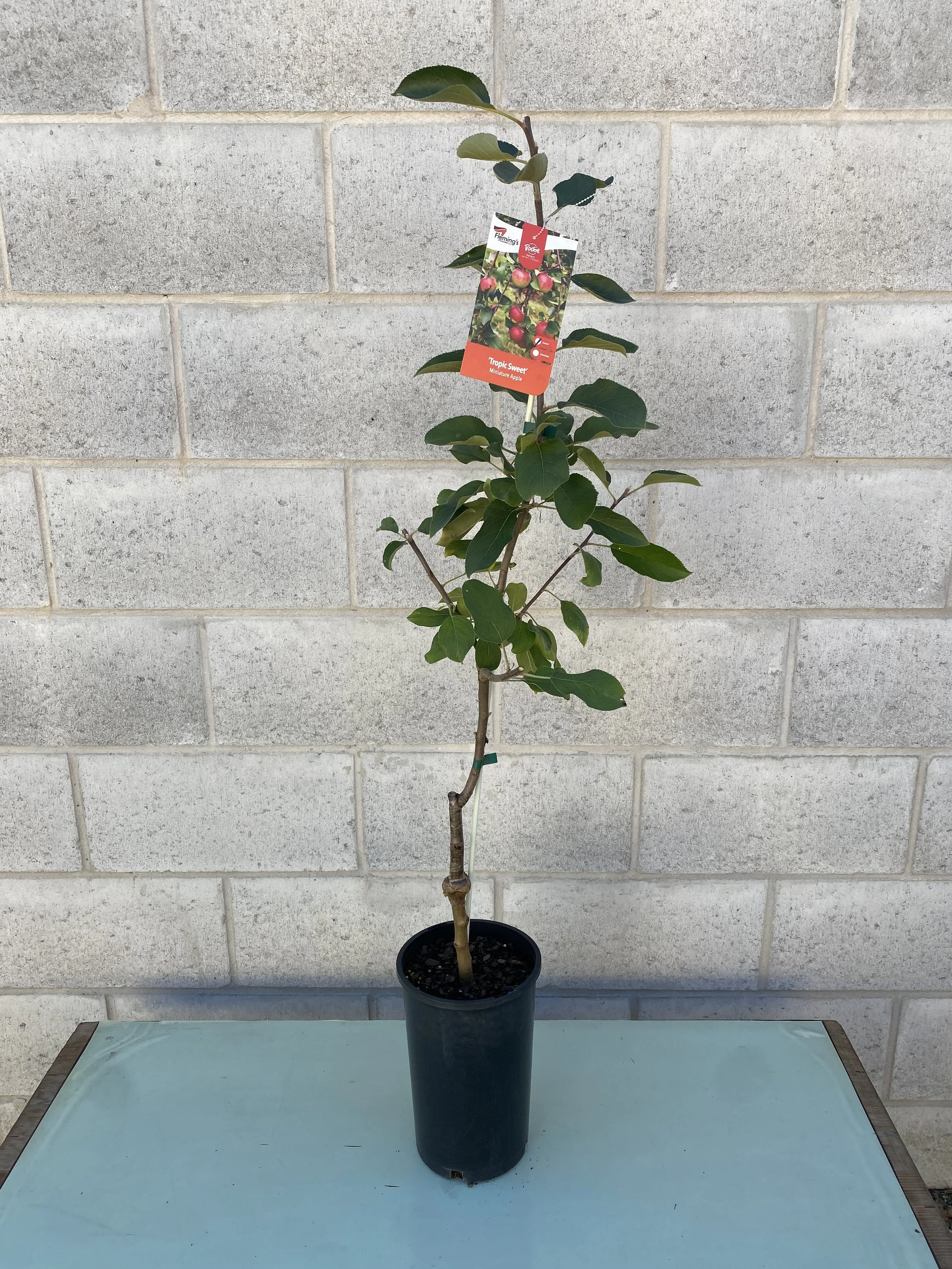 Apple - Miniature Tropic Sweet (Malus domestica) 165mm