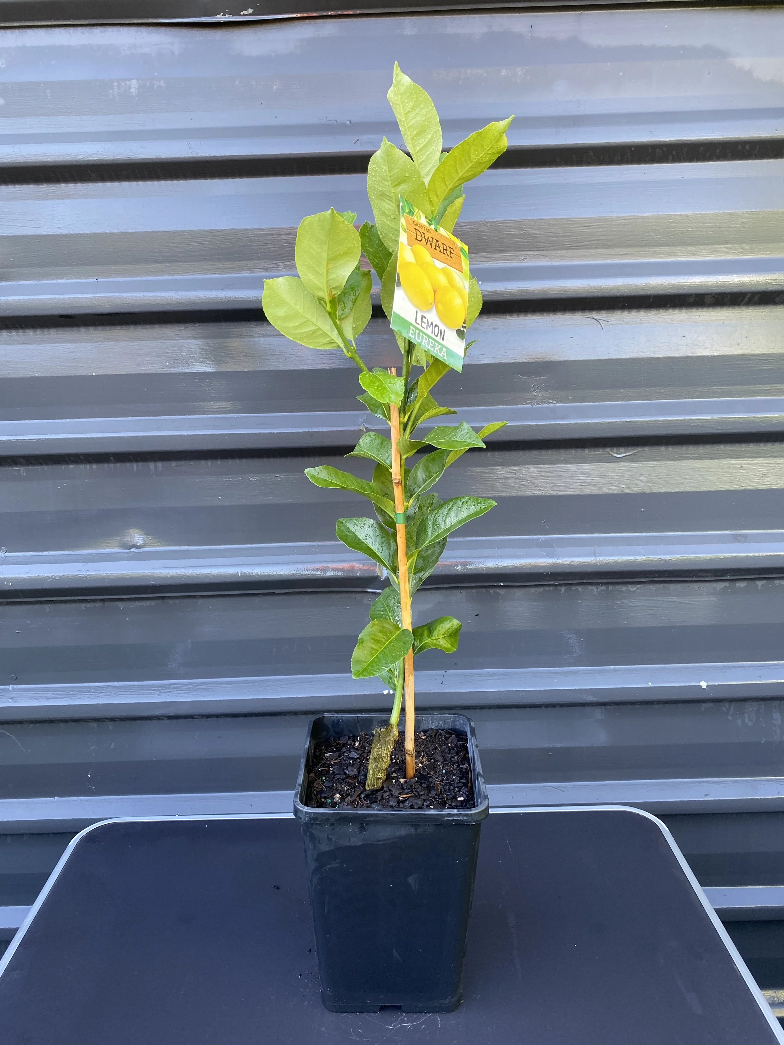 Lemon - Dwarf Eureka (Citrus limon 'Eureka') 10L