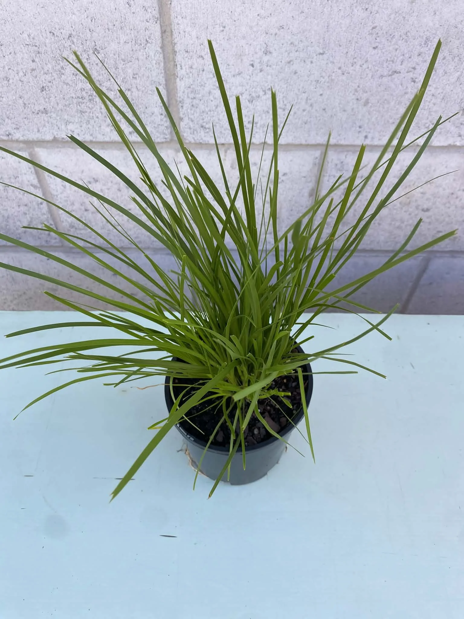 Lomandra lime tuff (1).jpg