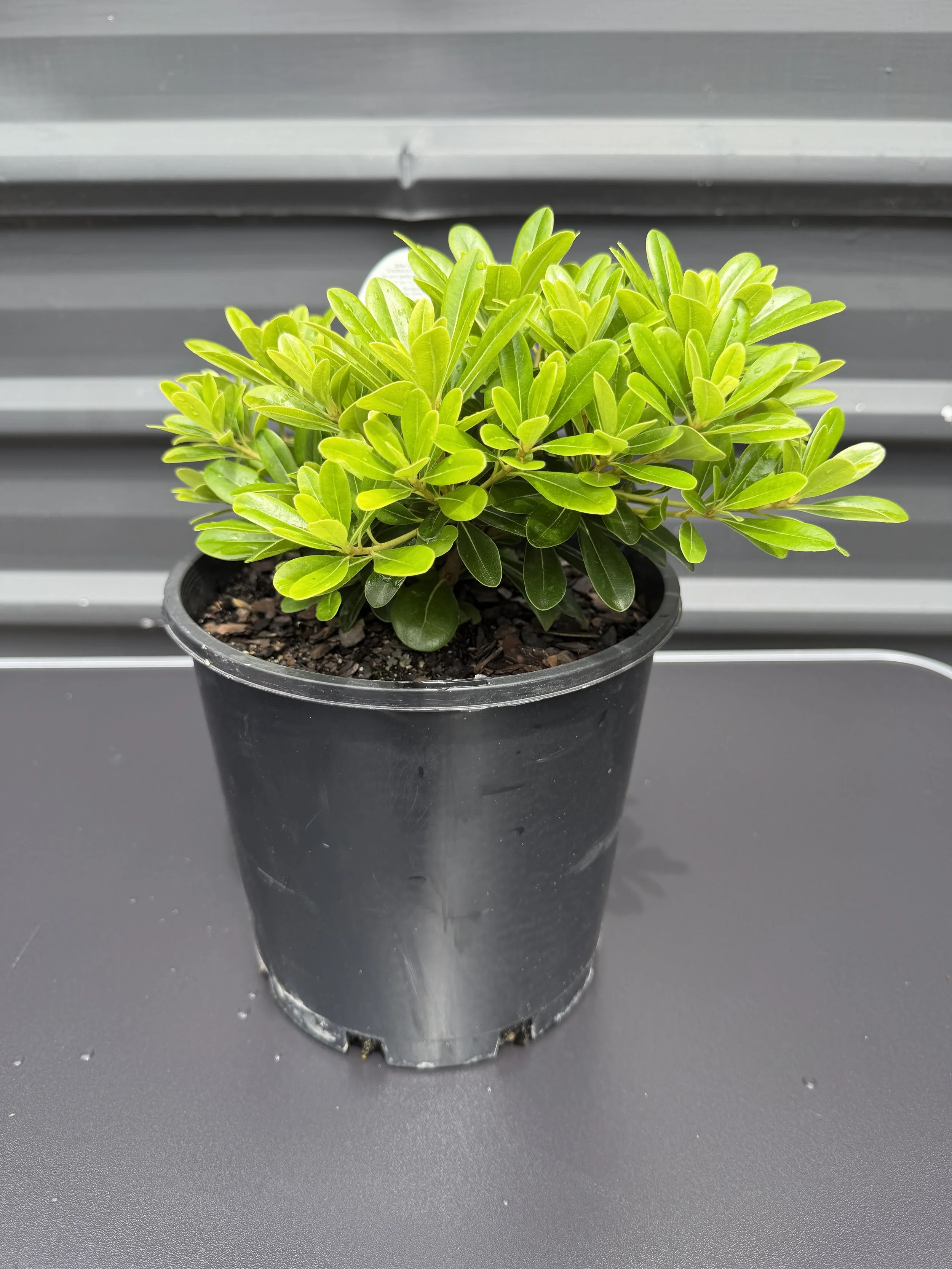 Miss Muffet 200mm (2).JPG