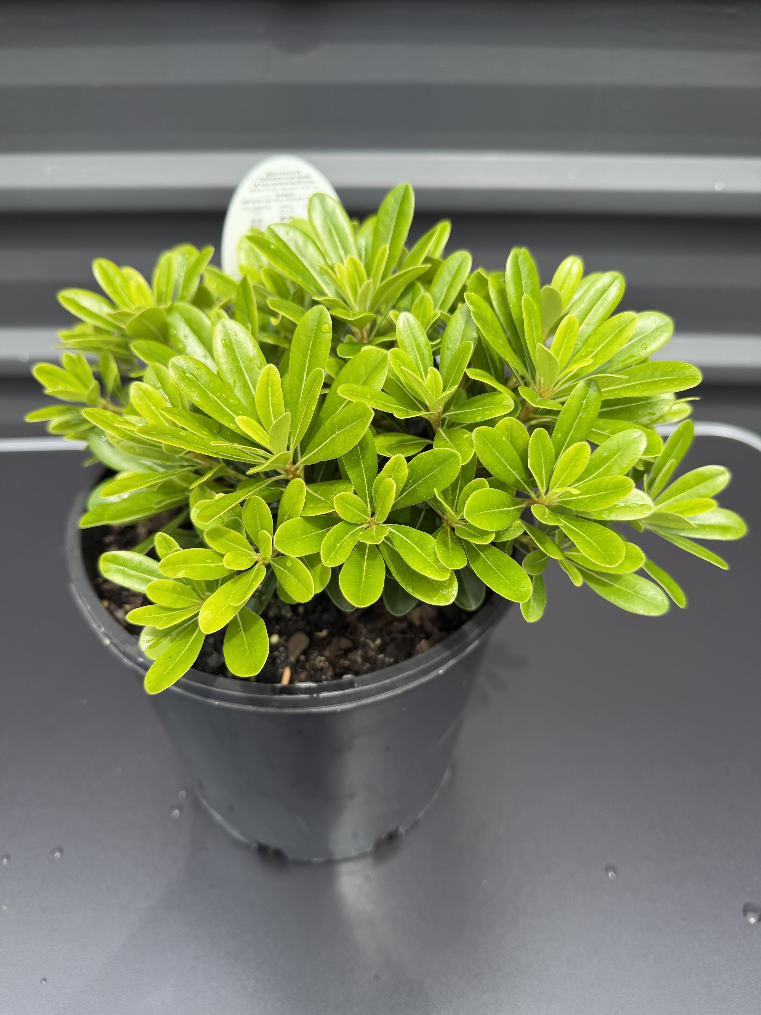 Pittosporum ‘Miss Muffet’