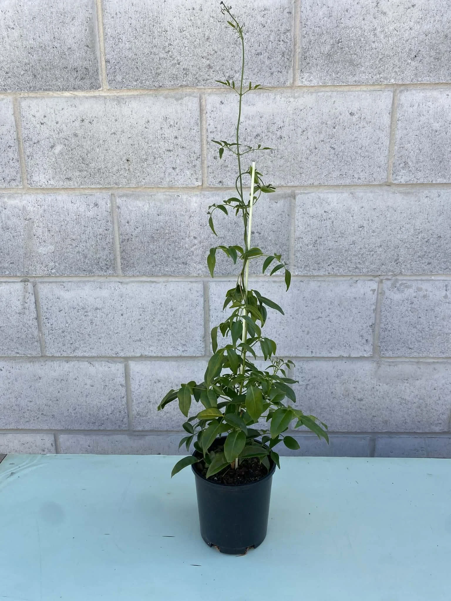 Pandorea jasminoides (Bower Vine / Bower Plant) 140mm