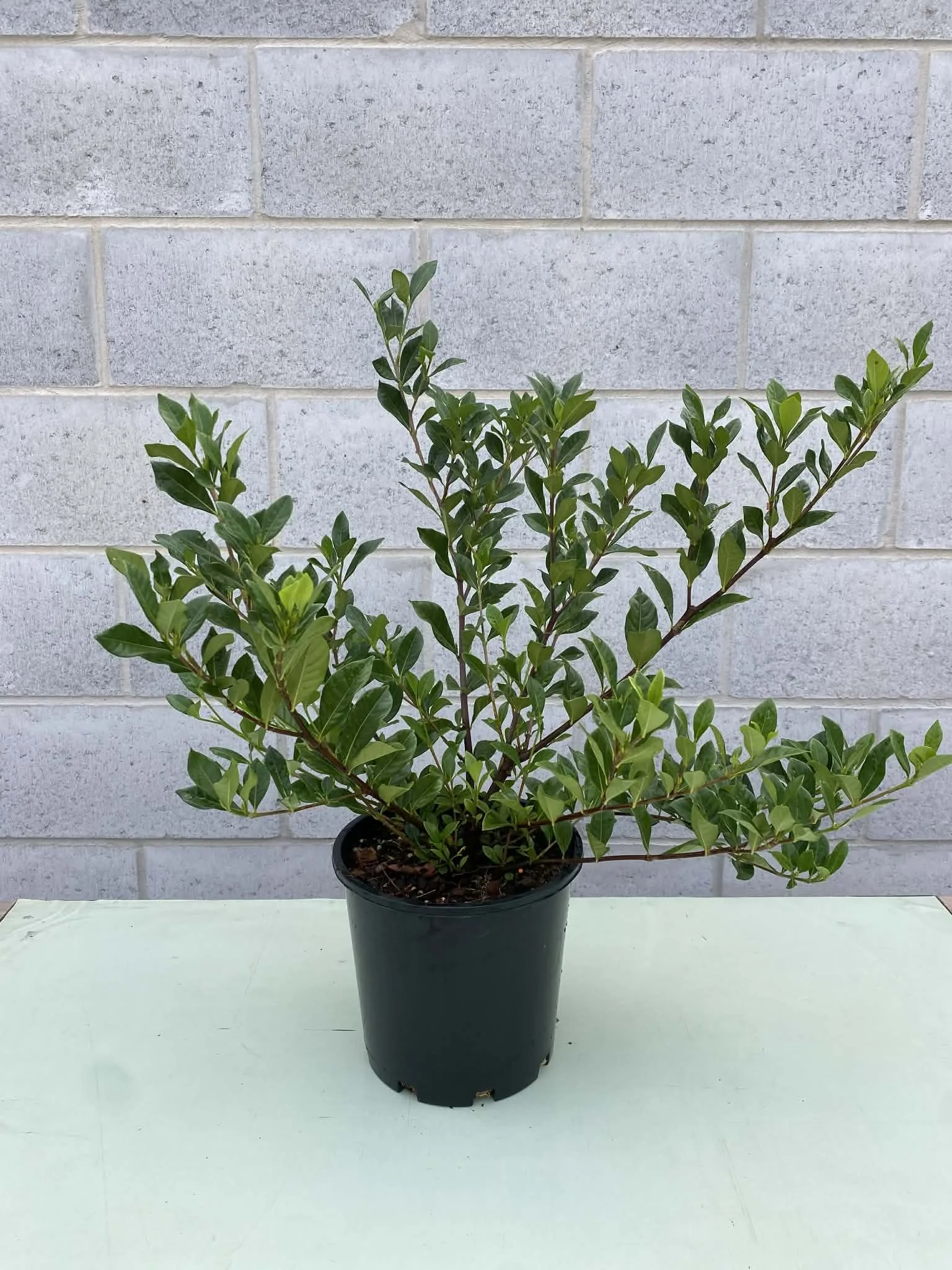 Gardenia ‘Florida’ 200mm