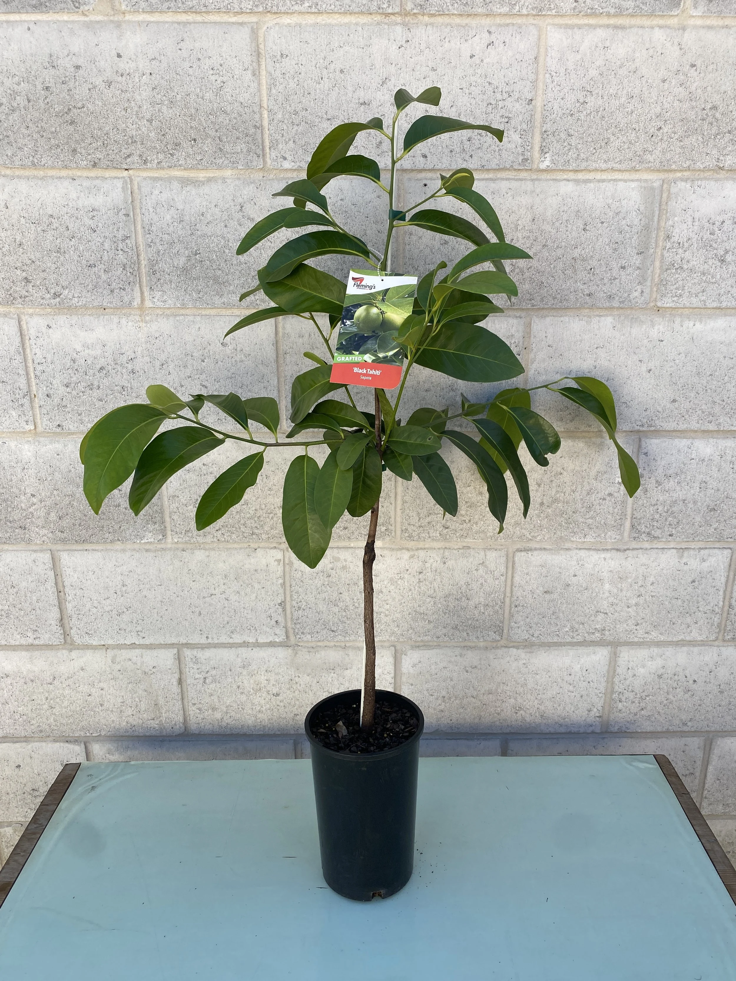 Sapote - Black Tahiti 165mm (1).jpg