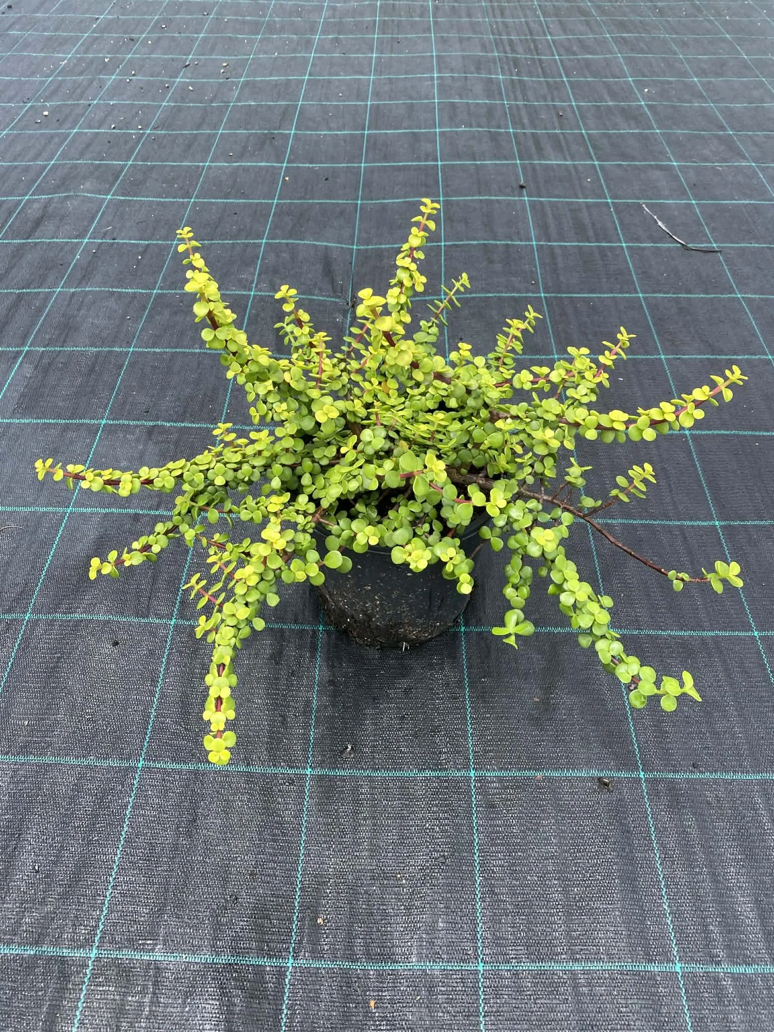 Portulacaria afra ‘Aurea’ (Variegated Money Tree) 200mm
