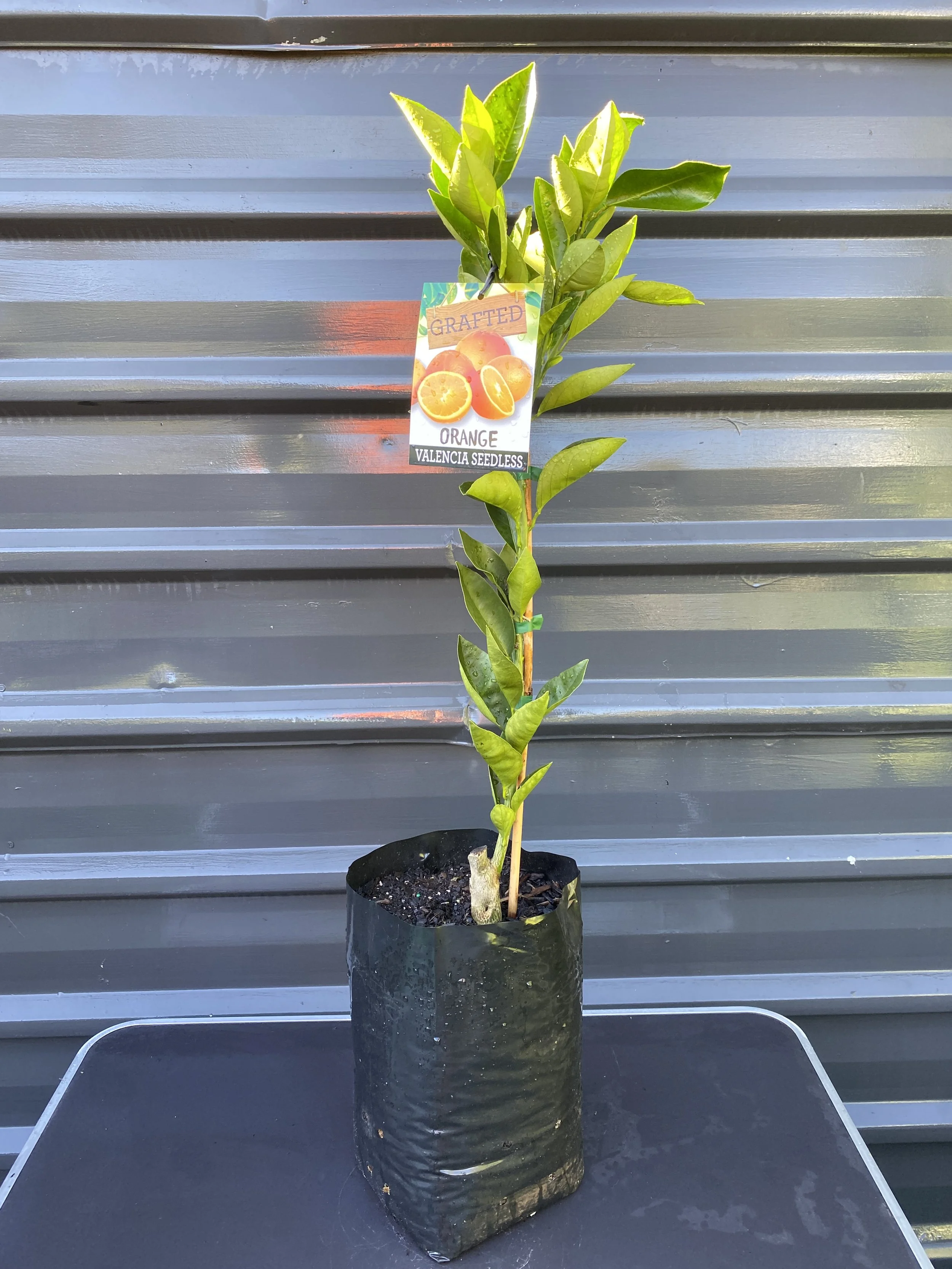 Orange - Valencia Seedless 10L (2).jpg