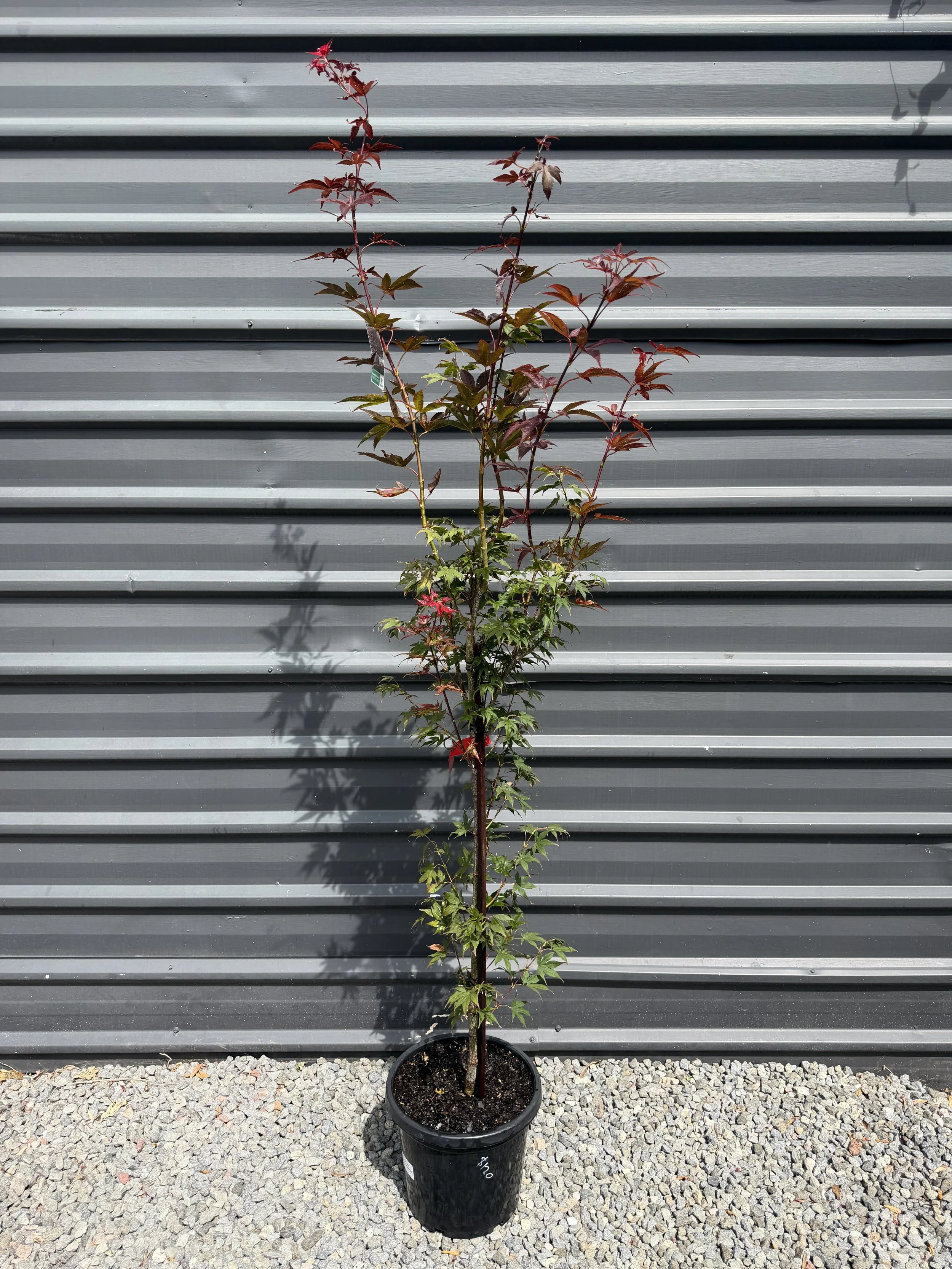 Acer Palmatum 'Atropurpureum' (Japanese Maple) 300mm