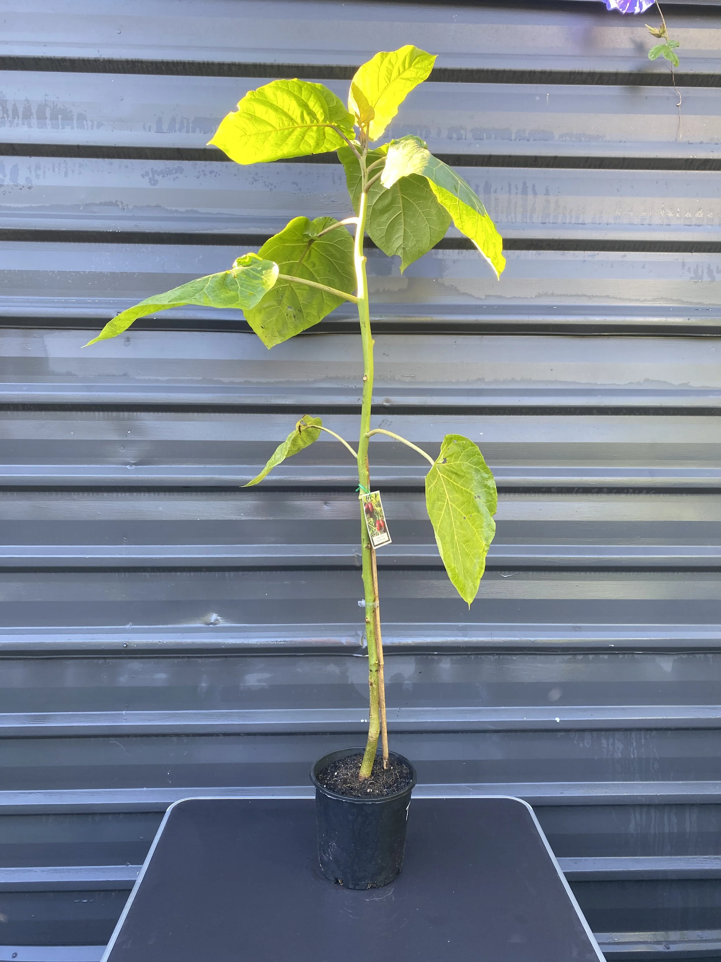 Tamarillo (Solanum betaceum) 200mm