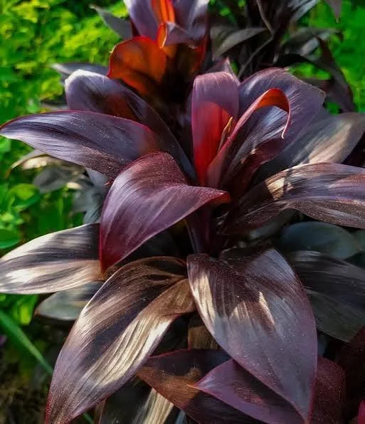 Cordyline 'Caruba Black' 200mm