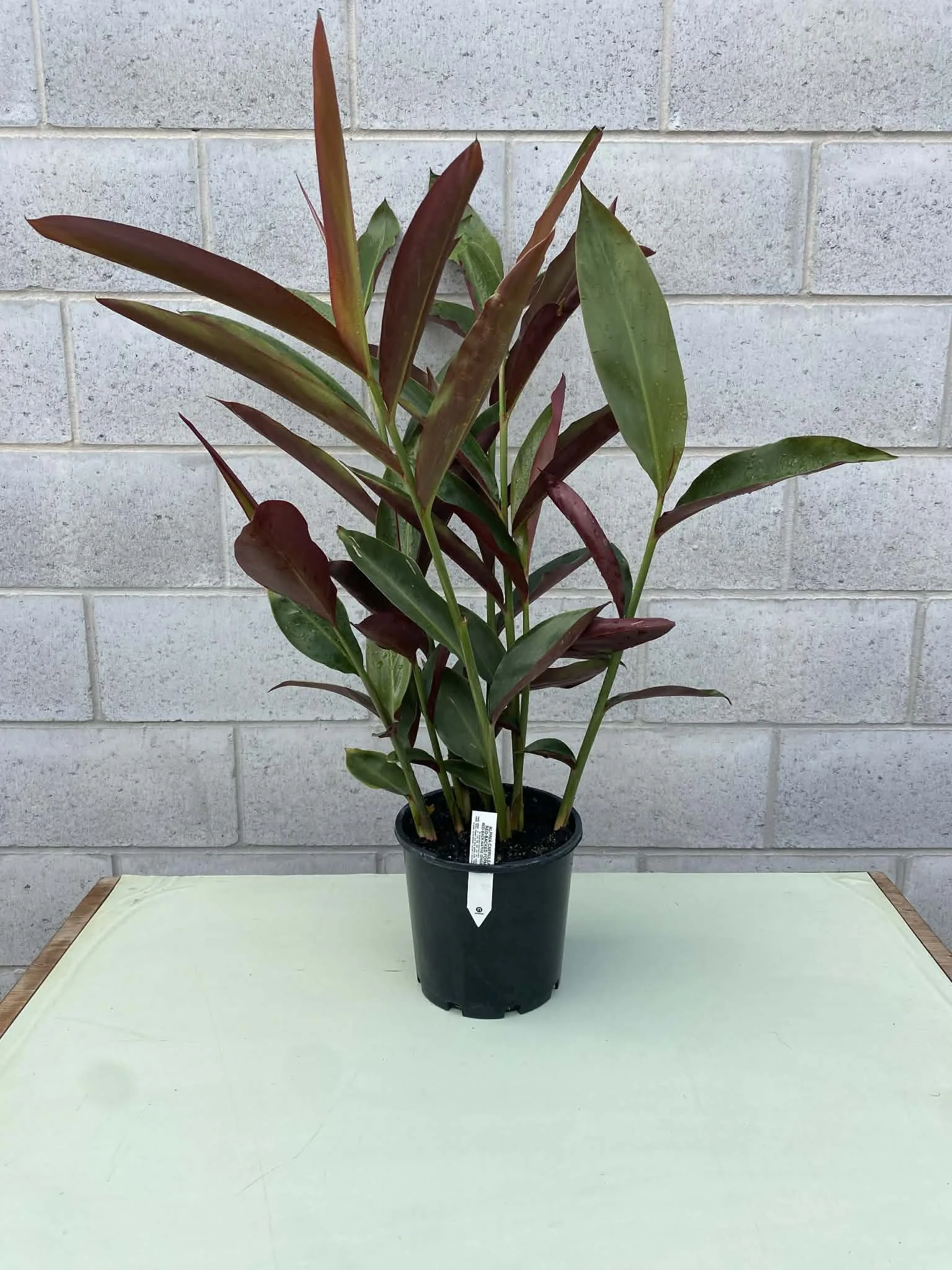 Alpinia caerulea ‘Red Back’ (Red Back Ginger) 200mm