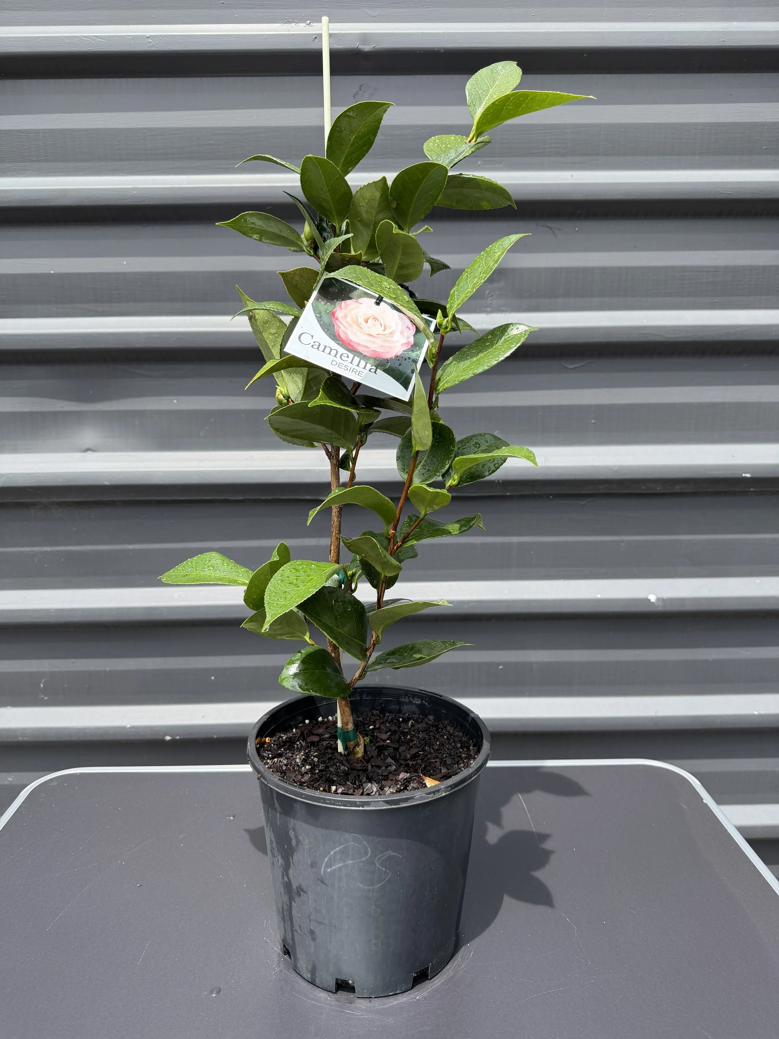 Camellia japonica ‘Desire’ 200mm