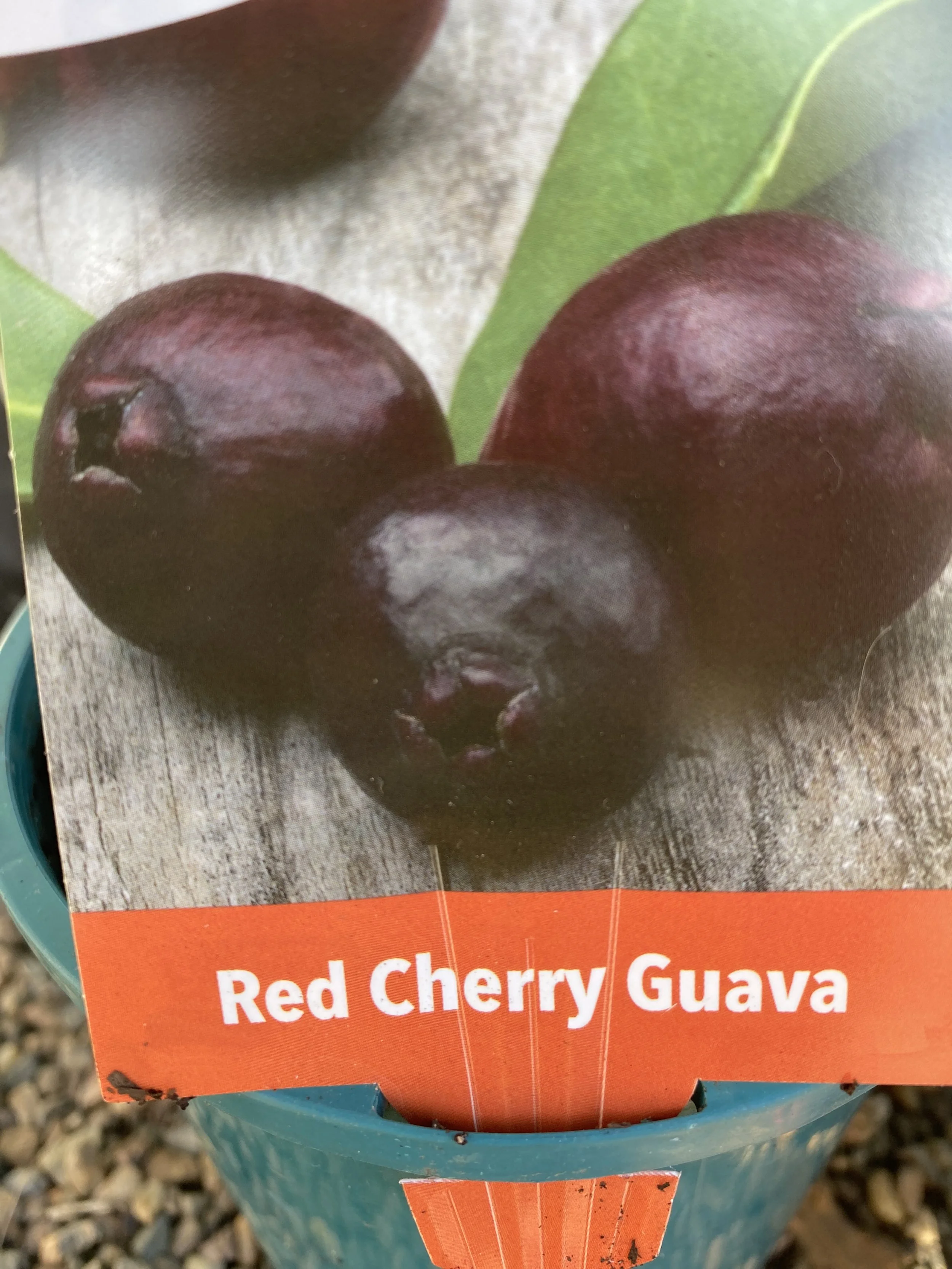 Guava – Red Cherry (Psidium guajava) 140mm