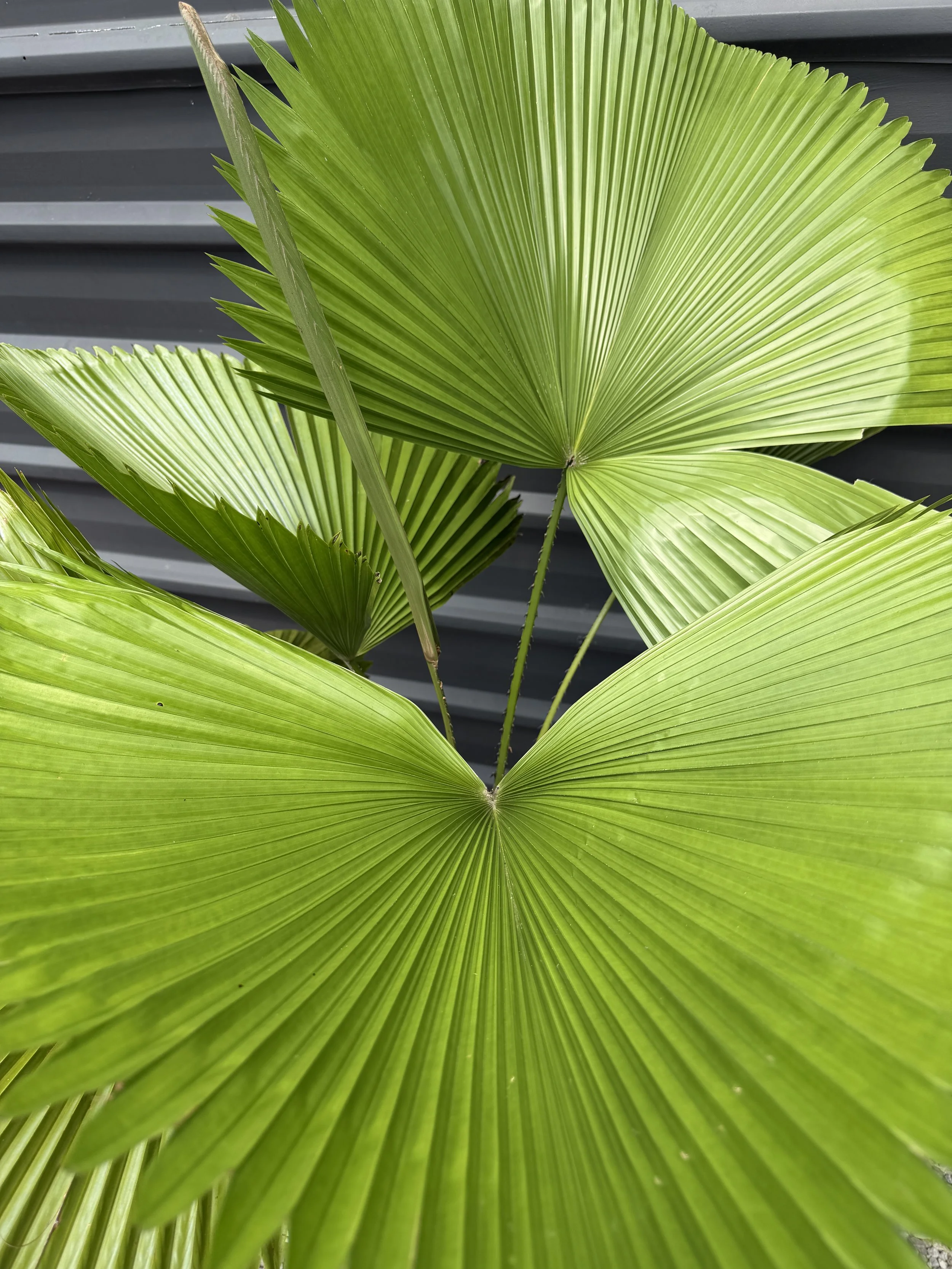 Licuala Elegans 300mm (1).JPG