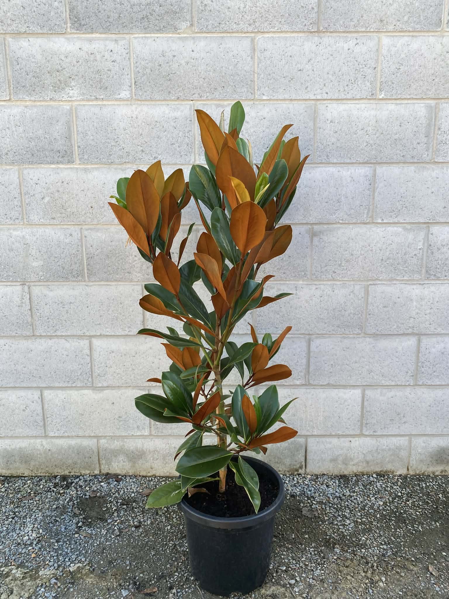 Magnolia grandiflora ‘Coolwyn Gloss’ 300mm