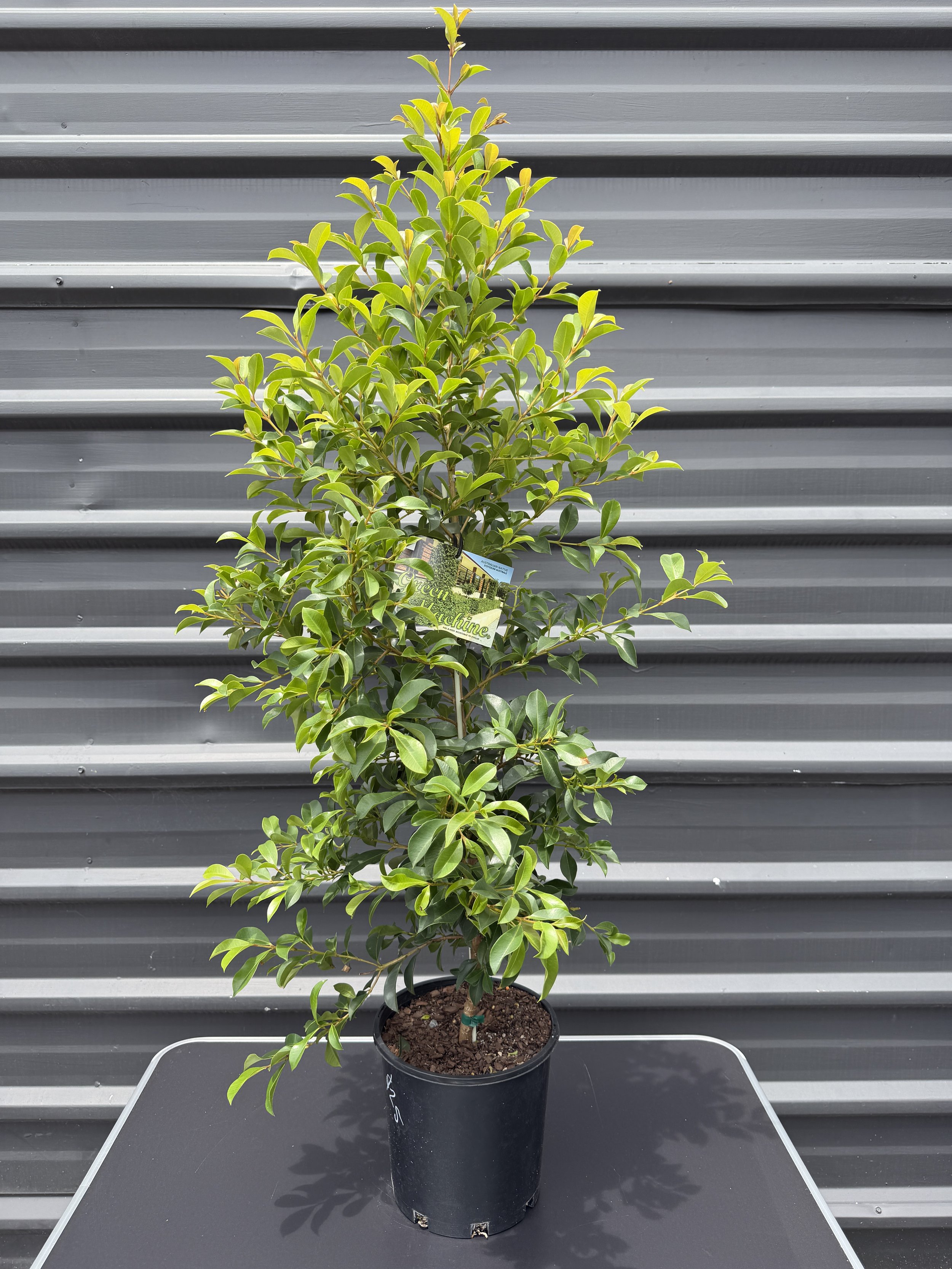 Syzygium ‘Green Machine’ (Lilly Pilly)