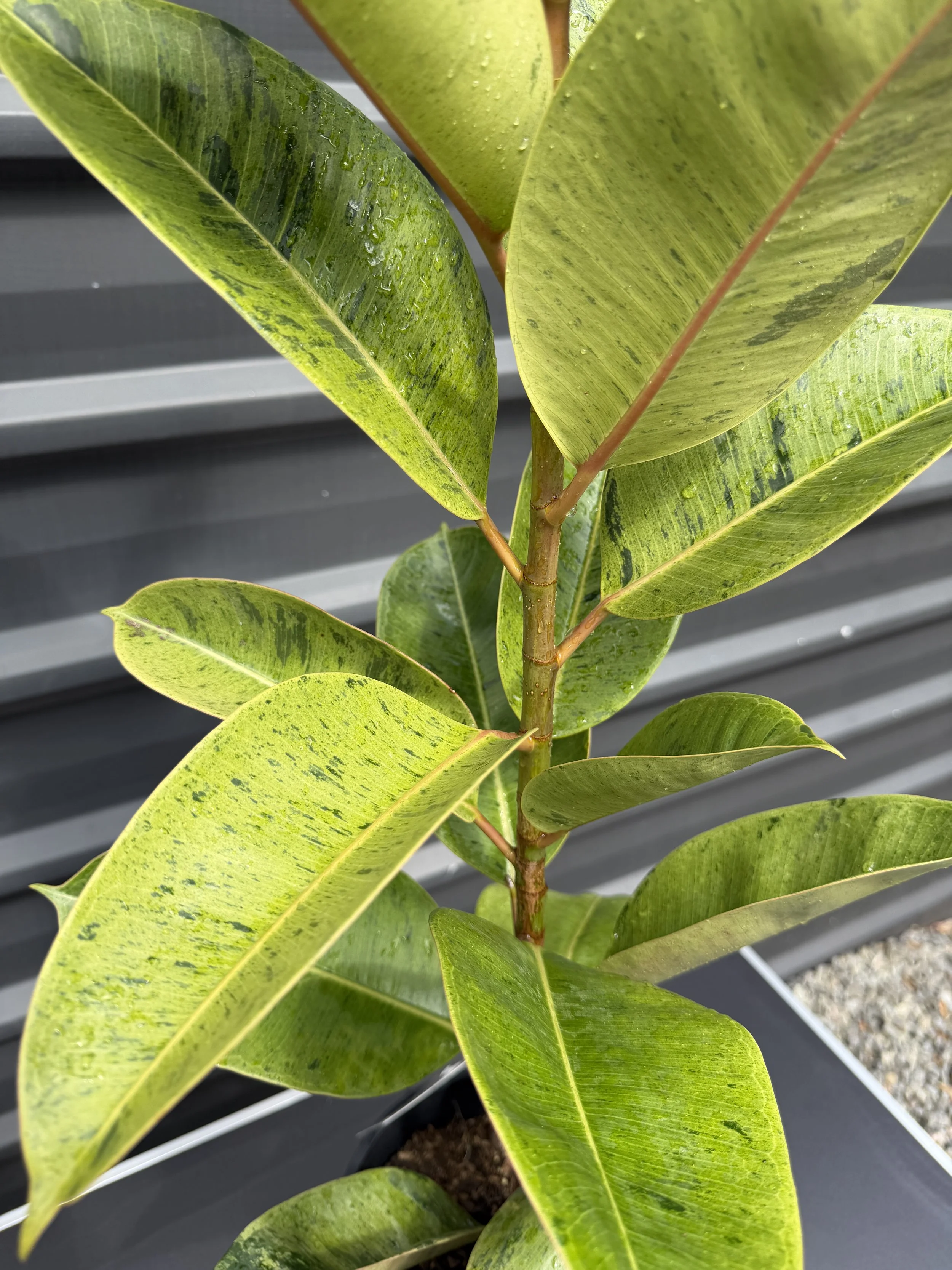 Ficus elastica 'Shivereana' (Shivereana Rubber Tree) 200mm — The Plant ...