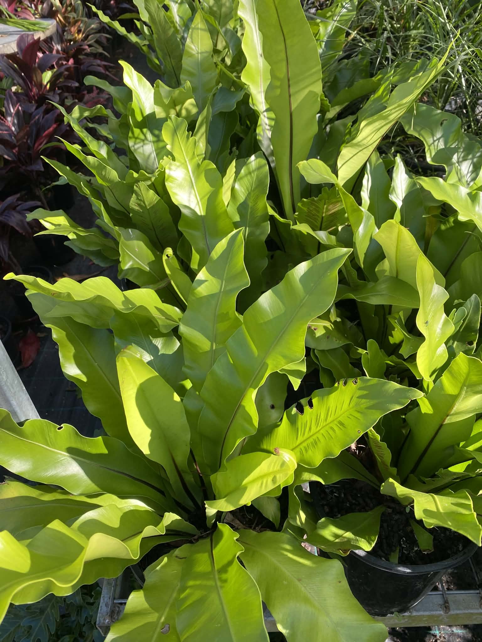 Birds nest ferns (2).jpg