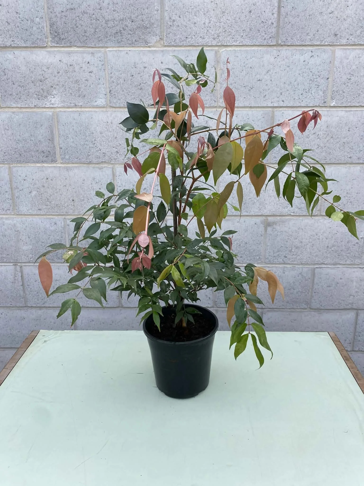 Syzygium ‘Cascade’ (Lilly pilly) 200mm