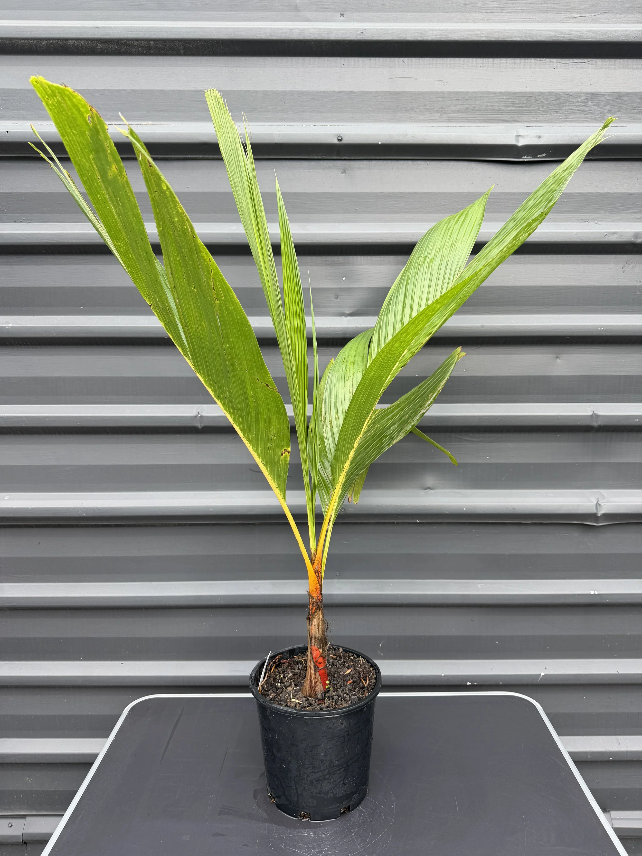 Areca vestiaria 'Orange Form' 200mm — The Plant Depot
