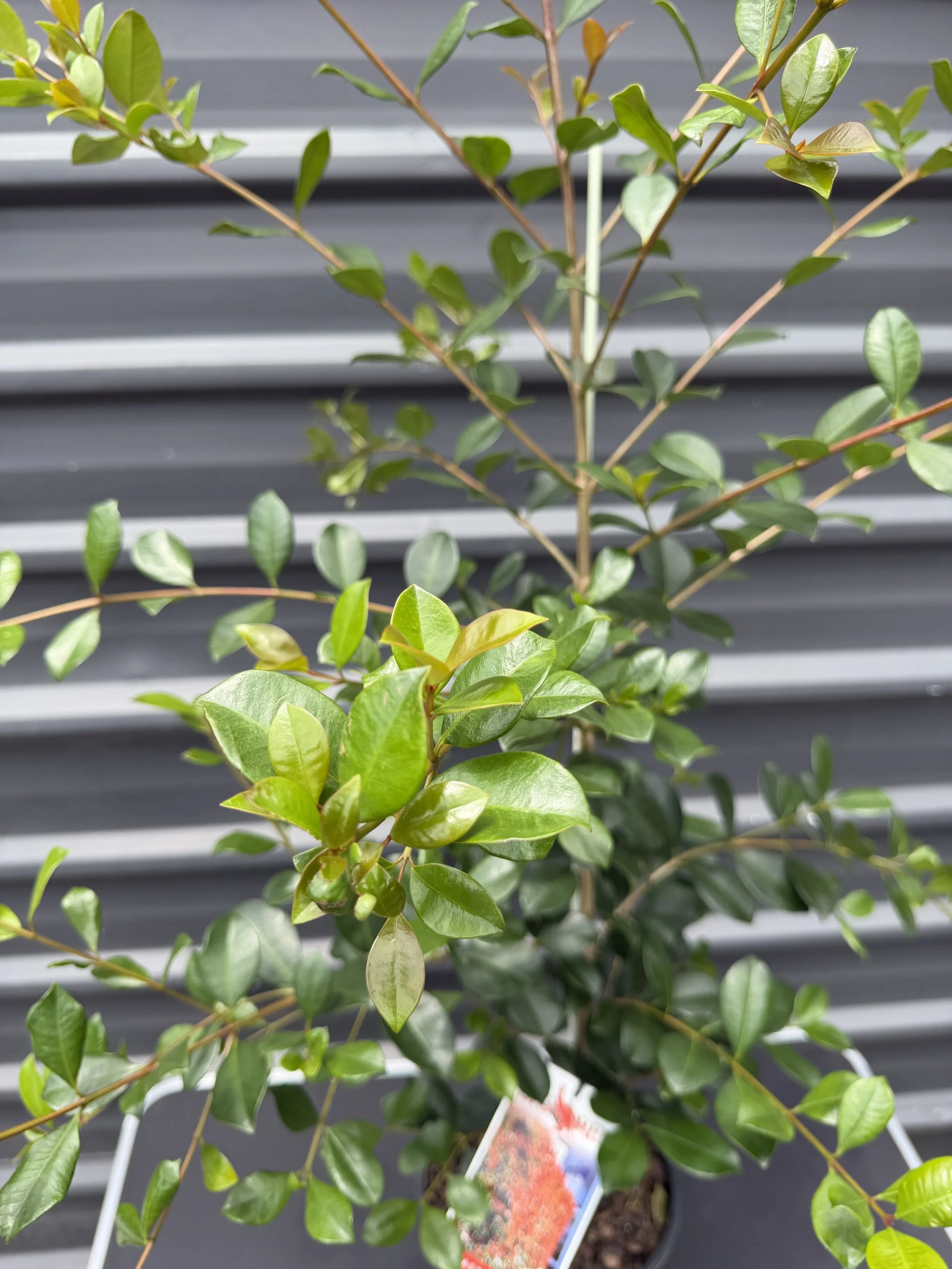 Lilly Pilly 'Big Red' 200mm ' (1).JPG