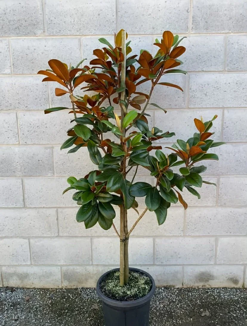 Magnolia grandiflora ‘Teddy Bear’ 300mm