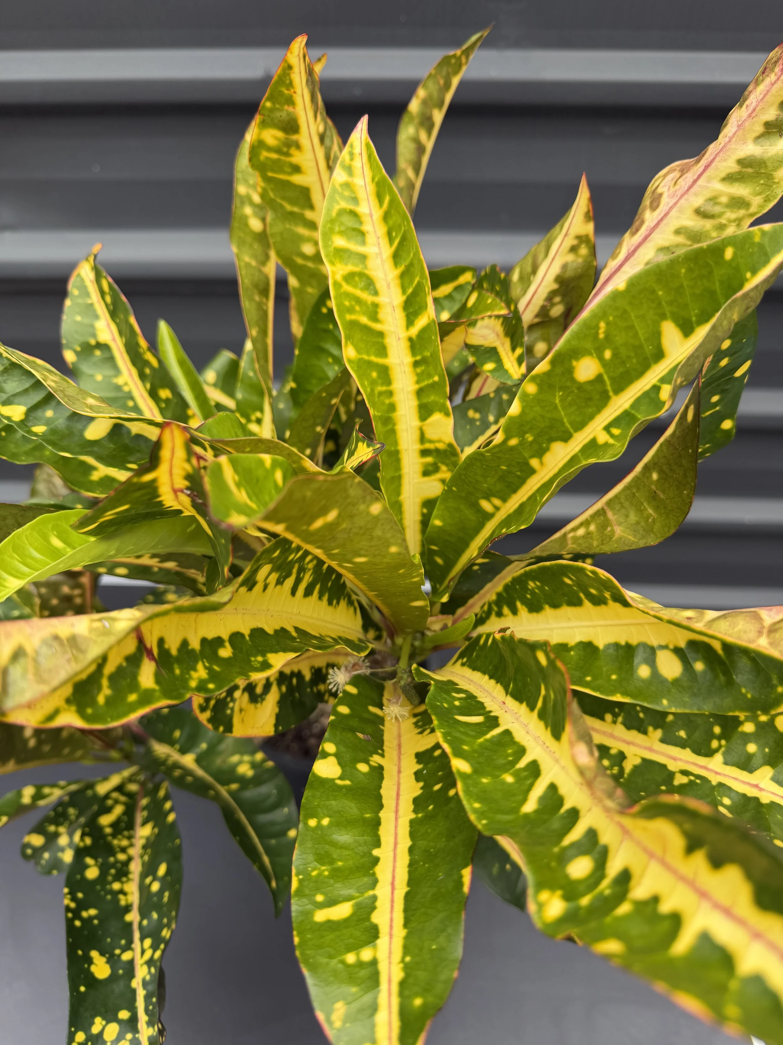 Codiaeum variegatum 'Gold Star' (Croton) 200mm — The Plant Depot