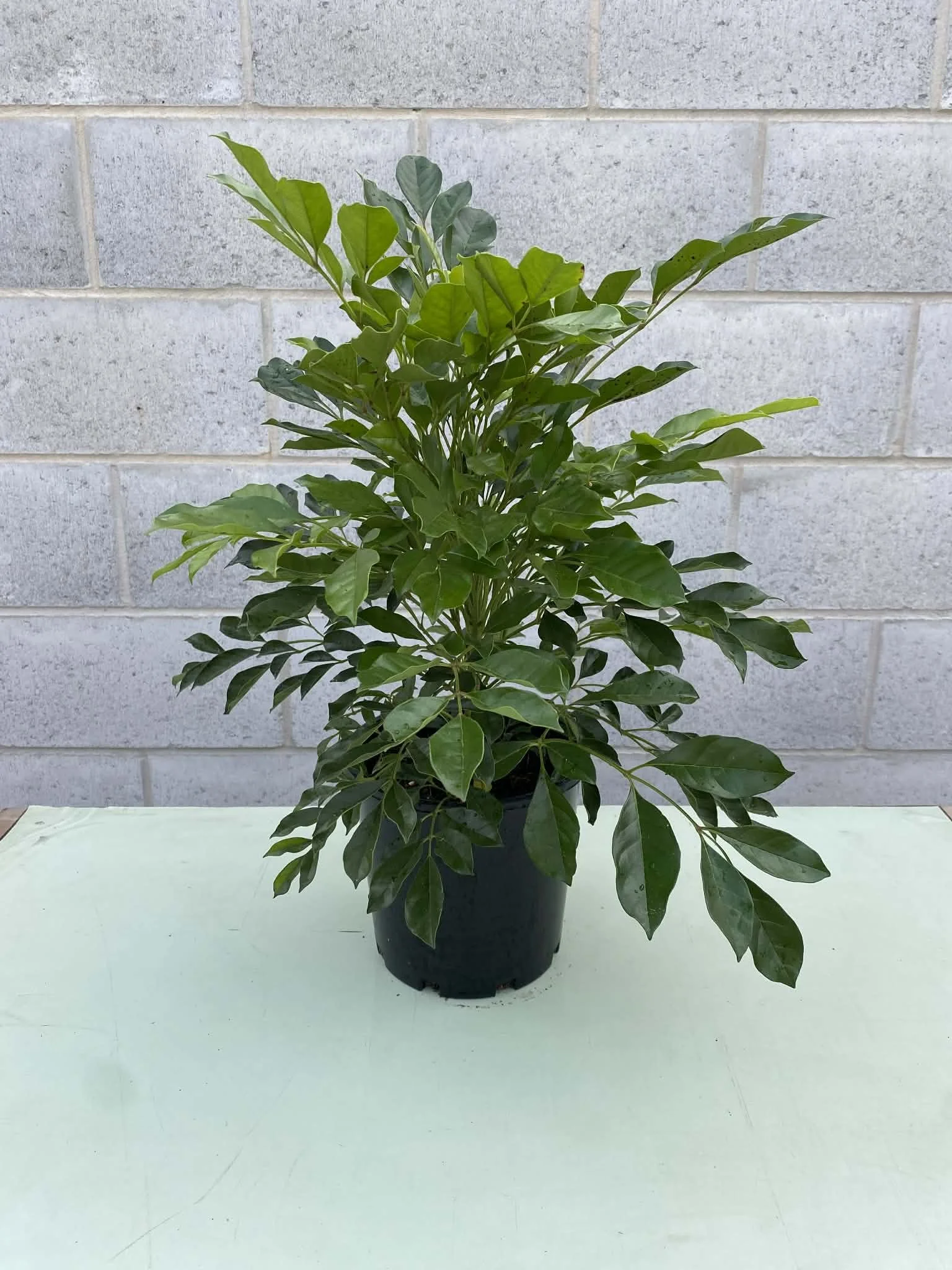 Radermachera summerscent (1).jpg