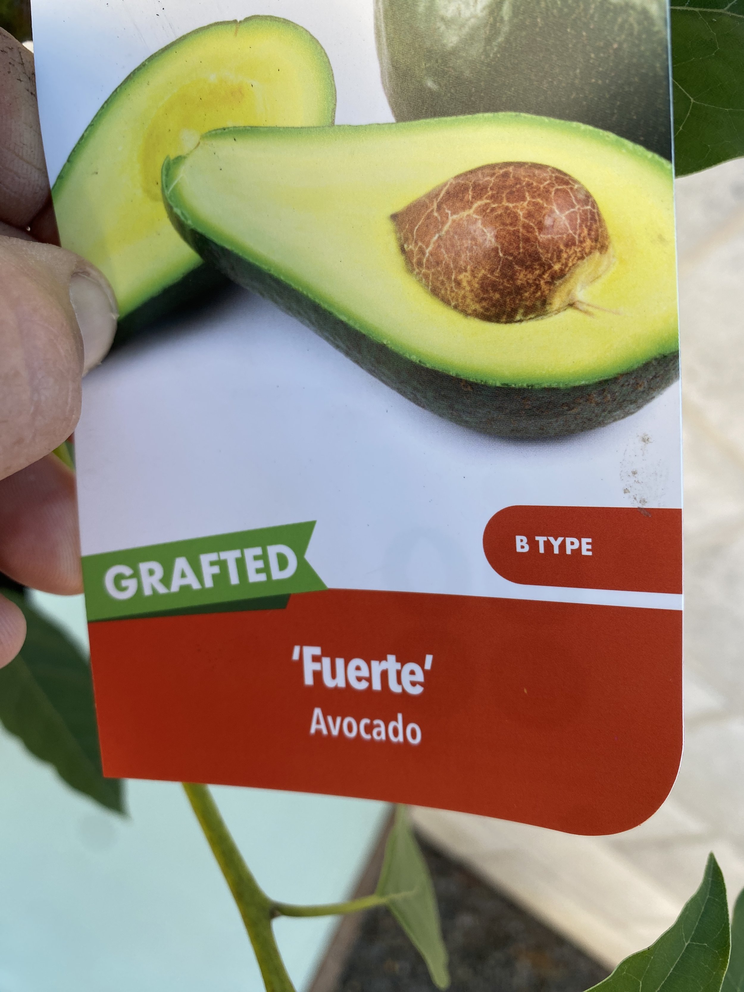 Avocado 'Fuerte' 5L (1).jpg
