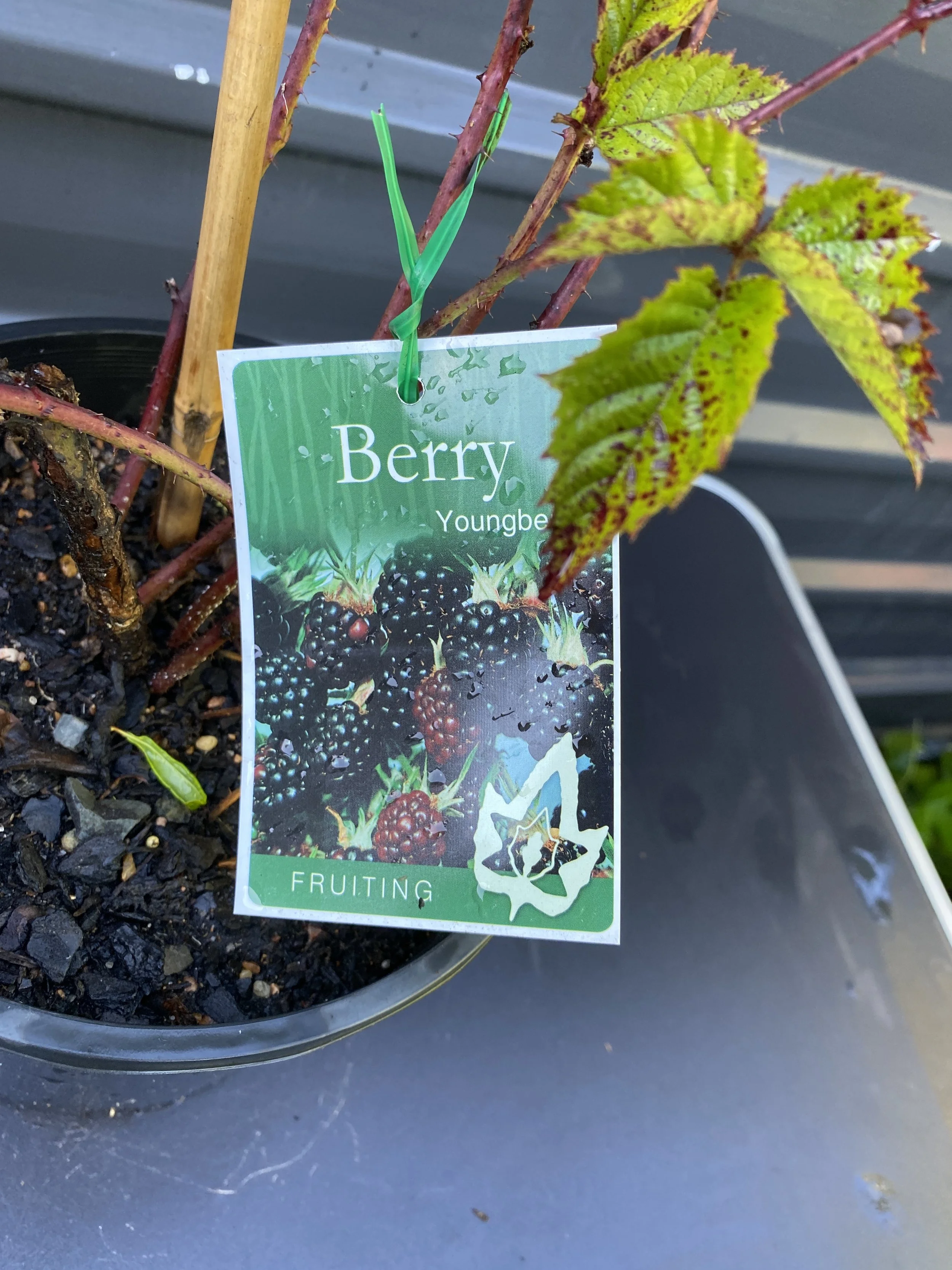 Youngberry (Rubus caesius × Rubus idaeus × Rubus fruticosus hybrid ...