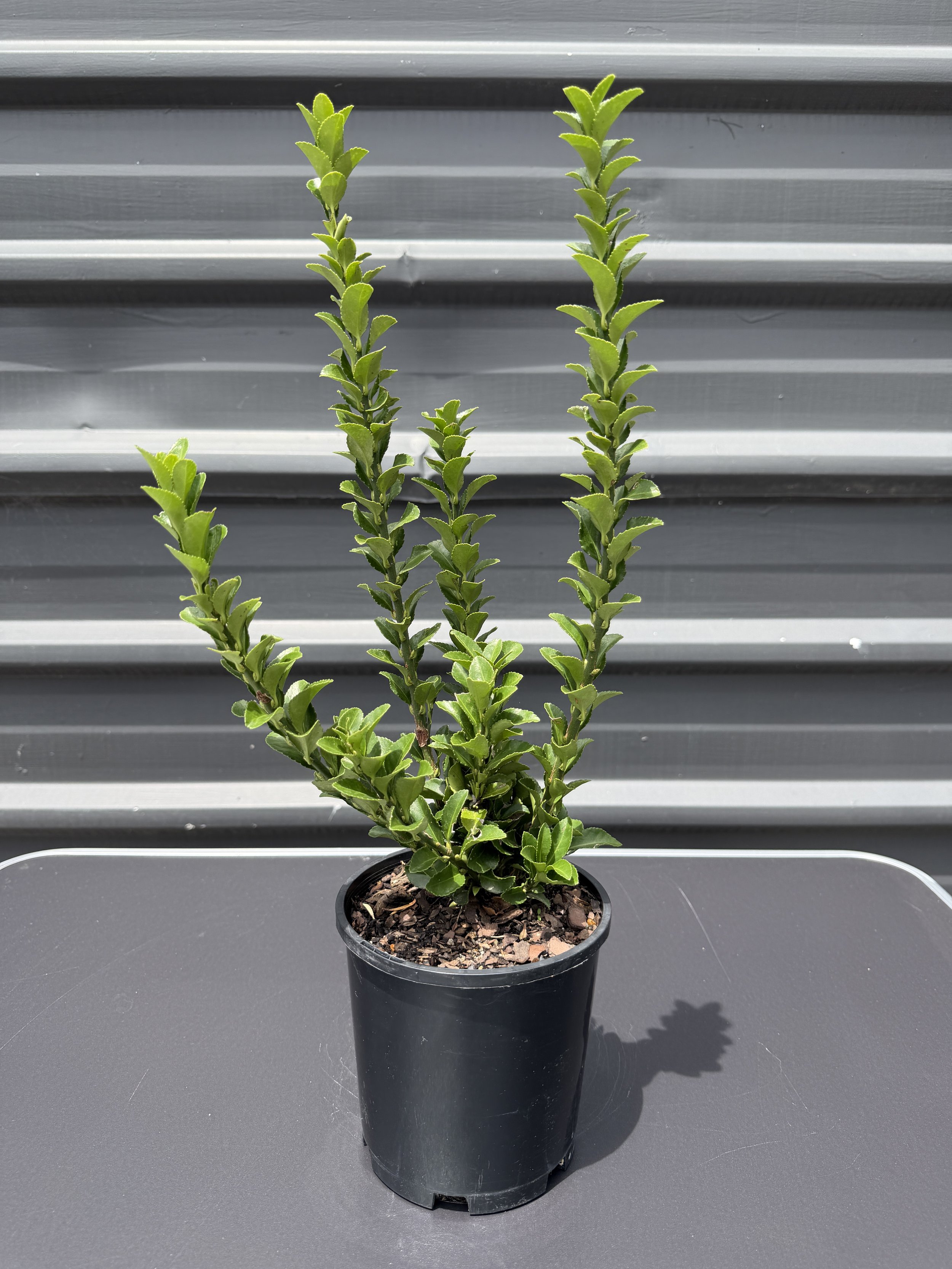 Euonymus 'Green Rocket' 140mm.JPG